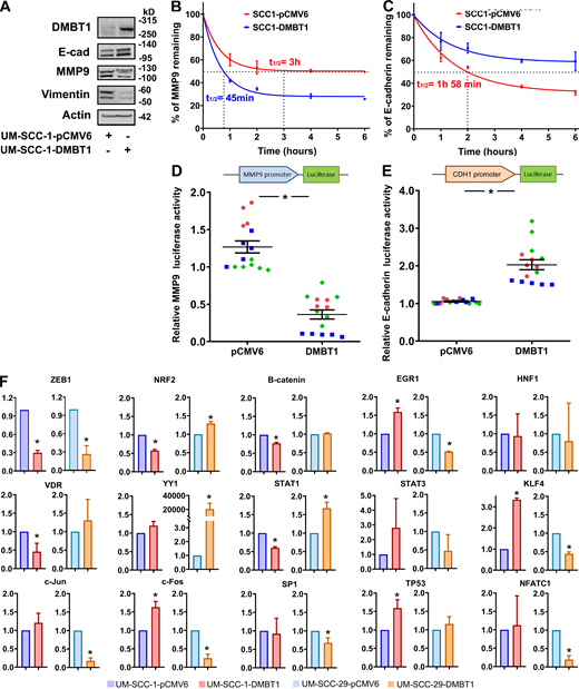 Overexpression of DMBT1 regulates mRNA stability and transcription of MMP9 and E-cadherin (E-cad).(A) Expression of E-cad and MMP9 in UM-SCC-1-pCMV6 and UM-SCC-1-DMBT1 cells (n = 2). (B and C) UM-SCC-1-pCMV6 and UM-SCC-1-DMBT1 were incubated with actinomycin D (1 µg/ml), and RNA was isolated at different time points. MMP9 (B) and E-cad (C) transcripts were quantified by Q-RT-PCR. MMP9 and E-cad mRNA expression was normalized to GAPDH. Results are presented as percent of corresponding transcript at time 0. Values are mean ± SEM. (D and E) Normalized luciferase activity of MMP9 promoter (D) is reduced whereas activity of CDH1 promoter (E) is significantly higher in UM-SCC-1-DMBT1 compared with control UM-SCC-1-pCMV6 cells (*, P < 0.001; n = 2; t test; error bars represent SD). (F) Q-RT-PCR of UM-SCC-1-pCMV6, UM-SCC-1-DMBT1, UM-SCC-29-pCMV6, and UM-SCC-29-DMBT1. Primers for ZEB1, NRF2 (NFE2), β-catenin, VDR, YY1, c-Jun (AP1), c-Fos (AP1), SP1, EGR1, KLF4, NFATC1 (NFAT), HNF1 (HNF1A), STAT1, STAT3, and TP53 are listed in Table S3. Data are normalized to GAPDH. Relative expression of each transcription factor in cells overexpressing DMBT1 is shown as fold change with respect to control (pCMV6) cells (*, P < 0.05; t test; error bars represent SD). Refer to the image caption for details.