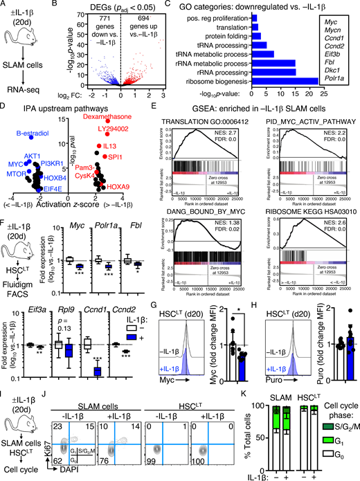 Chronic IL-1 induces repression of cell cycle and protein synthesis genes. (A) Experimental design for RNA-seq studies (n = 4–7 pools of SLAM cells from mice treated for 20 d ± IL-1β). Pools were generated from three independent cohorts of mice. (B) Volcano plot of DEGs (Padj ≤ 0.05) in IL-1–exposed SLAM cells (LSK/Flk2−/CD48−/CD150+) from A showing log2 fold change (FC) versus −log10 P value significance. See also Table S1. (C) GO category enrichment of downregulated DEGs in IL-1–exposed SLAM cells from A, expressed as −log10 P value. See also Table S2. (D) IPA showing enriched upstream regulators of DEGs in IL-1–exposed SLAM cells from A. See also Table S3. (E) GSEA analysis of significantly downregulated DEGs. GSEA plots show negative enrichment of translation and Myc pathway genes in IL-1–exposed SLAM cells from A. See also Table S4. (F) Experimental design for Fluidigm qRT-PCR analyses and intracellular FACS staining of HSCLT (LSK/Flk2−/CD48−/CD150+/CD34−/EPCR+) from mice treated for 20 d with or without IL-1β (left), and quantification by Fluidigm qRT-PCR array of cell cycle and protein synthesis gene expression in HSCLT (n = 8/group). Data are expressed as log10 fold expression versus −IL-1β. Box represents upper and lower quartiles with line representing median value. Whiskers represent minimum and maximum values. Data are representative of two independent experiments. (G) Intracellular flow cytometry analysis of Myc protein levels in HSCLT (n = 10 −IL-1β; 8 +IL-1β). Data are expressed as fold change of MFI versus −IL-1β. Individual values are shown with bars representing mean values. Data are compiled from three independent experiments. (H) Intracellular flow cytometry analysis of puro incorporation in HSCLT (n = 9 −IL-1β; 10 +IL-1β). Data are expressed as fold change of MFI versus −IL-1β. Individual values are shown with bars representing mean values. Data are compiled from three independent experiments. (I) Experimental design for cell cycle analyses of SLAM cells and HSCLT from mice treated for 20 d with or without IL-1. (J) Representative flow cytometry plots showing cell cycle distribution in SLAM cells and HSCLT from I. (K) Quantification of cell cycle phase distribution in SLAM cells and HSCLT from I (n = 5/group). Data are representative of three independent experiments. *, P < 0.05; **, P < 0.01; ***, P < 0.001 by Mann-Whitney U test or ANOVA with Tukey’s test in K. Error bars represent SD. See also Fig. S1. Refer to the image caption for details.