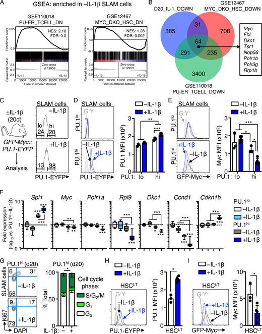 IL-1–induced gene repression is associated with high PU.1 levels. (A) GSEA enrichment of significantly downregulated genes in publicly available datasets versus RNA-seq analysis of SLAM cells from mice treated with or without IL-1β for 20 d. Data show downregulated genes as negatively enriched in SLAM cells from mice treated for 20 d with or without IL-1β. See also Table S5. (B) Venn diagram showing intersections between gene sets in A. A partial list of common genes is depicted at the right of the diagram. See also Table S6 for complete list of genes. (C) Left: Experimental design for analysis of PU.1-EYFP::GFP-Myc mice treated with or without IL-1β for 20 d. Right: Representative FACS plots showing gating strategy to identify PU.1lo and PU.1hi SLAM cells based on PU.1-EYFP expression levels in these mice. (D) Representative FACS plots (left) and quantification (right) showing PU.1-EYFP expression levels in PU.1lo and PU.1hi SLAM cell fractions from C (n = 3 −IL-1β; 5 +IL-1β). PU.1-EYFP negative control is shown in gray. Individual values are shown with bars representing mean values. Data are representative of two independent experiments. (E) Representative FACS plots (left) and quantification (right) showing GFP-Myc expression levels in PU.1lo and PU.1hi SLAM cell fractions from C (n = 3 −IL-1β; 5 +IL-1β). GFP-Myc negative control is shown in gray. Individual values are shown with bars representing mean values. Data are representative of two independent experiments. (F) Quantification by Fluidigm qRT-PCR array of cell cycle and protein synthesis gene expression in PU.1hi and PU.1lo SLAM cells from mice treated with or without IL-1β for 20 d (n = 8/group). Data are expressed as log10 fold expression versus −IL-1β. Box represents upper and lower quartiles with line representing median value. Whiskers represent minimum and maximum values. Data are representative of two independent experiments. (G) Representative FACS plots (left) and quantification (right) of cell cycle distribution in PU.1hi SLAM cells from mice treated with or without IL-1β for 20 d (n = 3/group) using Ki-67 and DAPI. Data are compiled from two independent experiments. (H) Representative FACS plots (left) and quantification (right) showing PU.1-EYFP expression levels in HSCLT from mice in C (n = 3 −IL-1β; 5 +IL-1β). PU.1-EYFP negative control is shown in gray in FACS plots. Individual values are shown with bars representing mean values. Data are representative of two independent experiments. (I) Representative FACS plots (left) and quantification (right) showing GFP-Myc expression levels in PU.1lo and PU.1hi SLAM cell fractions from mice in C. GFP-Myc negative control is shown in gray in FACS plots. Individual values are shown with bars representing mean values. Data are representative of two independent experiments. *, P < 0.05; **, P < 0.01; ***, P < 0.001 by Mann-Whitney U test or ANOVA with Tukey’s test in D–G. Error bars represent SD. See also Figs. S1 and S2.