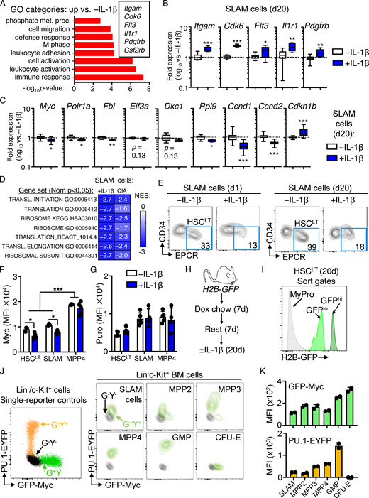 Characterization of SLAM cells and reporter mice. (A) GO category enrichment of significantly upregulated DEGs in SLAM cells from mice treated for 20 d with or without IL-1β versus 20 d −IL-1β, expressed as −log10 P value. See Table S2 for complete list of GO categories. (B and C) Quantification by Fluidigm qRT-PCR array of gene expression in SLAM cells from mice treated with or without IL-1β for 20 d (n = 8/group). Data are expressed as log10 fold expression versus −IL-1β. Box represents upper and lower quartiles with line representing median value. Whiskers represent minimum and maximum values. Data are representative of two independent experiments. (D) Comparison of normalized enrichment scores (NESs) for indicated gene signatures from IL-1–exposed SLAM cells and SLAM cells from CIA mice (GSE129511). (E) Representative FACS plots showing frequencies of phenotypic HSCLT fraction within the SLAM gate from mice treated with IL-1β versus without IL-1β for either 1 or 20 d. Data are representative of multiple (more than three) experiments. (F) Geometric MFI of Myc from one of three experiments (n = 5/group). Individual values are shown with bars representing mean values. (G) Geometric MFI of puro from one of three experiments (n = 5/group). Individual values are shown with bars representing mean values. (H) Experimental design for H2B-GFP in vivo labeling experiments. Dox, doxycycline. (I) Representative sort gates showing identification of GFPhi and GFPlo populations within the HSCLT gate. Myeloid progenitors (MyPro), which rapidly dilute the GFP label, are shown in gray. (J) Representative FACS plot showing GFP and YFP profiles of single-color control Lin−/c-Kit+ HSPC from Myc-GFP (G+Y−) or PU1-EYFP (G−Y+) mice relative to G−Y− controls (left) and representative FACS plots of defined HSPC populations from Myc-GFP::PU.1-EYFP (G+Y+) mice versus G−Y− controls (right). (K) Quantification of GFP and YFP levels in each HSPC population from mice in J (n = 2/group). Individual values are shown with bars representing mean values. Data in J and K are representative of at least two independent experiments. *, P < 0.05; **, P < 0.01; ***, P < 0.001 by Mann-Whitney U test or ANOVA with Tukey's post-test in F and G. Error bars represent SD.