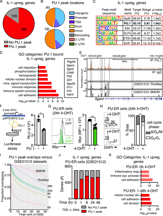 PU.1 binding to IL-1–upregulated genes and analysis of PU-ER cells. (A) Pie chart comparing IL-1–upregulated genes identified in SLAM cells by RNA-seq analysis in Fig. 1 D and presence of PU.1 peaks at or near these genes (TSS ± 20 kb) in ChIP-seq data. See also Table S4. (B) Pie chart showing proportion of PU.1 peak locations in all genes versus IL-1–upregulated genes. (C) Transcription factor binding site motif enrichment at PU.1 ChIP-seq peak sites located at TSS ± 20 kb in IL-1–downregulated genes. (D) GO category enrichment of IL-1–upregulated DEGs containing PU.1 peaks. Representative genes in the indicated categories are shown to the right. Data are expressed as −log10 P value. See also Table S5. (E) UCSC genome browser rendering of PU.1 peak location in Itgam gene body. Tracks show PU.1 ChIP-seq, WCE control, and peak locations and intensities in thioglycollate-elicited primary mouse macrophage (ThioMac) and BM-derived macrophage (BMDM) PU.1 ChIP-seq datasets from GSE21512. (F) Luciferase reporter assay measuring MYC promoter activity in 293T cells with or without PU.1 (n = 3/group). Data are representative of two independent experiments. (G) Quantification of Myc protein expression in PU-ER cells after 24 h culture with or without 4-OHT (n = 6/group). Data are representative of two independent experiments. Individual values are shown with bars representing mean values. (H) Cell cycle activity in PU-ER cells after 24 h culture with or without 4-OHT (n = 6/group). Data are representative of two independent experiments. (I) Comparison of PU.1 peak overlaps between PU.1 ChIP-seq data in A and datasets from GSE21512. (J) Comparison of IL-1–upregulated genes in SLAM HSCs with genes containing PU.1 peaks within TSS ± 20 kb in PU-ER cells with or without 4-OHT. Based on PU.1 ChIP-seq datasets in GSE21512. (K) GO category enrichment of IL-1–downregulated DEGs containing PU.1 peaks in PU-ER cell ChIP-seq dataset at 0 h with 4-OHT versus combined 1–48 h with 4-OHT. The top three GO categories are shown. Data are expressed as −log10 P value. *, P < 0.05; **, P < 0.01 by Mann-Whitney U test or ANOVA with Tukey’s test in H. Error bars represent SD.
