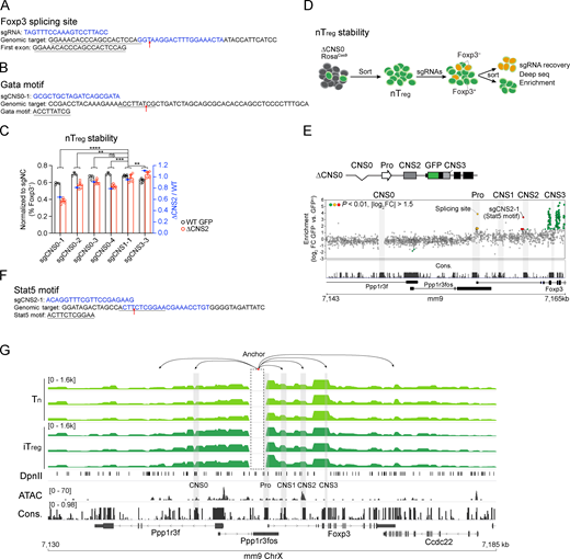 Extended CRISPR-tiling screening and Capture-C experiments. (A) sgRNA targeting a Foxp3 mRNA splicing site identified in Fig. 1 B. (B) sgRNA targeting a Gata motif identified in Fig. 1 E. (C) Verification of the effect of sgRNAs targeting CNS0 on the stability of WT GFP and ΔCNS2 nT reg cells. nT reg cells were cocultured with mouse T-Activator CD3/CD28 beads in the presence of 500 U/ml recombinant IL-2 and 10 ng/ml IL-4 after sgRNA transduction for 4 d before analysis. GFP-Foxp3+ cells were analyzed as described in Fig. 1 C. Data represent one experiment. **, P < 0.01; ***, P < 0.001; ****, P < 0.0001 by two-way ANOVA. See Table S3 for sgRNA sequences. (D) CD4+GFP+ nT reg cells were double sorted from ΔCNS0 RosaCas9 mice and cultured with mouse T-Activator CD3/CD28 beads in the presence of 500 U/ml recombinant IL-2 for 3 d. Retroviral sgRNA library was then transduced. Cells were grown for an additional 3 d with mouse T-Activator CD3/CD28 beads, 500 U/ml recombinant IL-2, and 10 ng/ml recombinant IL-4. Within the live-cell gating, the top 50% of GFP-Foxp3hi cells and GFP-Foxp3– cells were sorted to assess the representation of sgRNAs. (E) Enrichment scores of sgRNAs in Foxp3– versus Foxp3+ cells. Dots represent individual sgRNA targets. Colored dots represent the sgRNAs significantly enriched or depleted in GFP-Foxp3– cells (P < 0.01, |log2FC| > 1.5), among which the yellow and red dots highlight the sgRNAs targeting Foxp3 promoter and CNS2 region, respectively. n = 3 replicates. (F) sgRNA targeting a Stat5 motif identified in E. (G) Capture-C of CD4 Tn and ASC-treated iT reg cells, aligned with ATAC-seq of ASC-treated iT reg cells and DNA sequence conservation. Several looping regions are shown. Data represent three replicates. ChrX, X chromosome; Con., conservation; FC, fold change; Pro, promoter. Refer to the image caption for details.