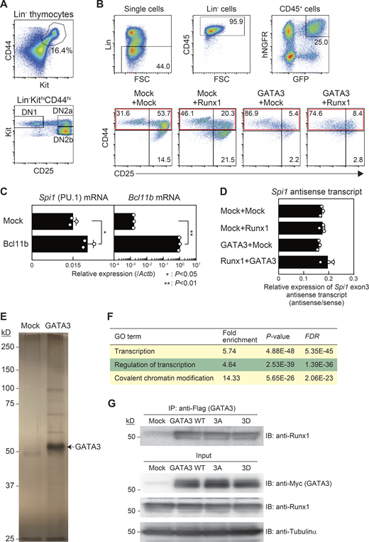 Effects of Runx1, GATA3, or Bcl11b introduction on Spi1 expression in precommitment pro–T stages.(A) Flow cytometric analysis of thymocytes from Bcl11b-YFP reporter mice was performed. Representative Kit/CD44 profile in Lin− cells (top) and CD25/Kit profile in Lin−KithiCD44hi cells (bottom) are shown. Results are representative of three independent experiments. (B) Flow cytometric analysis of retrovirus-infected Lin−CD45+CD44+GFP+hNGFR+ precommitment cells was performed at 3 d after introduction using protocol A. Gating strategy for Lin−CD45+GFP+hNGFR+ cells is shown (top). Representative profiles of CD44/CD25 in Lin−CD45+GFP+hNGFR+ cells are shown (bottom). Gates to isolate CD44+ cells for sorting are labeled with red rectangles. Results are representative of three independent experiments. (C) Retrovirus encoding Bcl11b was infected into precommitment cells, and then Lin−CD45+CD44+GFP+hNGFR+ cells were sorted at 3 d after introduction from protocol A. Expression levels of Spi1 and Bcl11b were analyzed by RT-qPCR. The relative expression (/Actb) is shown with SD. *, P < 0.05; **, P < 0.01 by two-sided Student’s t test. Data are based on three biological replicates. (D) Retrovirus-infected Lin−CD45+CD44+GFP+hNGFR+ precommitment cells were sorted at 3 d after introduction (protocol A). Strand-specific cDNAs around the exon 3 region of the Spi1 locus were synthesized as described previously (Ebralidze et al., 2008). Ratio of antisense transcripts against sense transcripts (antisense/sense) of Spi1 exon3 is shown with SD. Data are based on three biological replicates. (E) Myc- and Flag-tagged (double epitope–tagged) GATA3 was retrovirally transduced into a DN3-like cell line, Scid.adh.2c2. Total extracts from Myc-Flag-GATA3–expressing Scid.adh.2c2 cells were subjected to two-step affinity purification followed by SDS-PAGE and silver staining. All of the visible bands were subjected to mass spectrometry analysis. Data are representative of two independent experiments. (F) Gene Ontology (GO) annotation of proteins identified from their GATA3-interacting peptides was performed using the DAVID analysis tool (http://david.ncifcrf.gov/). Top three GO terms for GATA3-interacting molecules (Table S1) are shown. (G) Total extracts from Scid.adh.2c2 cells transduced with Myc-Flag-GATA3 WT, -3A, or -3D were subjected to immunoprecipitation (IP) with anti-Flag mAb followed by immunoblotting (IB) with anti-Runx1 antibodies. To measure protein levels in the inputs, nuclear or cytoplasmic lysates were subjected to IB with anti-Myc (GATA3), anti-Runx1, or anti-tubulinα antibodies, respectively (input). Data are representative of three independent experiments. Refer to the image caption for details.