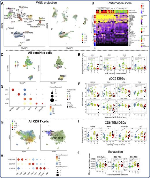 Reference-based cell subtype annotations reveal disease severity–associated perturbations in immune cell subtypes. (A) WNN projection of scRNA-seq dataset colored by cell type labels transferred from Seurat v4 (left) or by peak disease severity score (right). Eryth, erythrocyte. (B) Heatmap of cellular perturbation scores, as described by Papalexi et al. (2021), per COVID-19 sample in each Seurat v4–labeled cell type. The number of DEGs between all COVID-19 cells and healthy cells for each cell type is plotted at the left. (C) UMAP projection of all DC subsets colored by peak disease severity score (left) and Seurat v4–annotated cell type (right). (D) Dot plot depicting percentage and average expression of canonical DC genes defining the four annotated DC subsets (see Materials and methods and Table S11). (E) Box plots depicting proportions of DC subsets. (F) Box plots depicting average expression of selected DEGs (see Table S13 for complete list) by cDC2s for each sample. (G) UMAP projection of all CD8 T cells colored by peak disease severity score (left) and Seurat v4–annotated cell type (right). (H) Dot plot depicting percentage and average expression of canonical CD8 subset–defining genes (see Materials and methods). (I) Box plots depicting average expression of selected DEGs (see Table S14 for complete list) by CD8 TEM cells in each sample. (J) Box plots showing average module scores for T cell exhaustion (as reported in Miller et al., 2019) in each annotated CD8 T cell subset. For all box plots, points are colored by the peak disease severity score, shaped according to disease acuity, and grouped by the disease severity score at the time of sample collection. *, P < 0.05; **, P < 0.01; ***, P < 0.001; ****, P < 0.0001; ns, not significant at P = 0.05 by two-sided Wilcoxon rank-sum test with Bonferroni’s correction for multiple hypothesis testing. TCM, T central memory; gdT, γδ T; dnT, double negative T cell; TEM, T effector memory cell; TCM, T central memory cell.