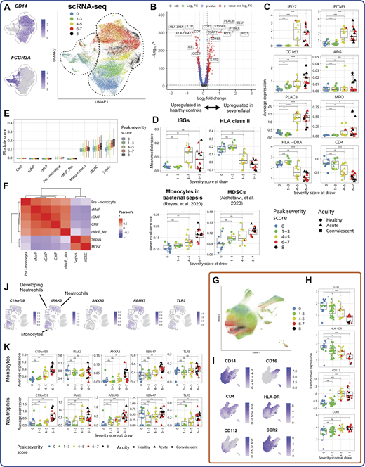 Monocytes with dysfunctional and suppressive features emerge in severe and fatal COVID-19. (A) UMAP projections of monocytes from scRNA-seq dataset, colored by CD14 and FCGR3A (encoding CD16) expression (left) and colored by peak disease severity score (right). (B) Volcano plot depicting DEGs in monocytes of patients with severe and fatal COVID-19 versus healthy control subjects. (C) Box plots depicting average expression of selected DEGs by monocytes (see Table S15 for complete DEG list). (D) Box plots showing average module scores for ISG, HLA class II, bacterial sepsis (Reyes et al., 2020), and MDSC (Alshetaiwi et al., 2020) gene signatures in monocytes (see Materials and methods). (E) Box plots depicting monocyte precursor subset gene module score (see Materials and methods and Table S16; Kawamura et al., 2017), colored by peak COVID-19 severity. (F) Heatmap showing per-cell correlations between module scores plotted in E. cMoP_Mo, CD14 monocytes derived from the cMoP. (G) UMAP projection of all monocytes from CyTOF dataset, colored by peak disease severity score. (H and I) Feature plots (H) and box plots (I) depicting arcsinh-transformed expression of selected protein markers by monocytes in CyTOF dataset. (J) UMAP projections of complete scRNA-seq dataset colored by expression of stroke-predictive genes (Raman et al., 2016). (K) Box plots depicting average expression of the five stroke-predictive genes in monocytes (top) or canonical neutrophils (bottom). For all box plots, points are colored by the peak disease severity score, shaped according to disease acuity, and grouped by the disease severity score at the time of sample collection. *, P < 0.05; **, P < 0.01; ***, P < 0.001; ****, P < 0.0001; ns, not significant at P = 0.05 by two-sided Wilcoxon rank-sum test with Bonferroni’s correction for multiple hypothesis testing. CMP, common myeloid progenitor.