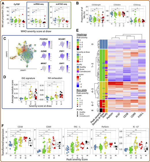 NK cells of severe COVID-19 patients exhibit a unique proteomic and transcriptional profile. (A) Box plots of manually annotated NK cell proportions from CyTOF dataset (left), Seurat v4–annotated NK cell proportions from scRNA-seq dataset (center), and Seurat v4–annotated NK cell proportions from scATAC-seq dataset (right; see Materials and methods). (B) Box plots showing the frequency of CD56bright, CD56dim, and CD56− NK cells as a proportion of NK cells in the CyTOF dataset. (C) UMAP projections of NK cells from scRNA-seq dataset colored by peak disease severity score (left) and selected DEGs (right; see Table S17 for complete list). (D) Box plots of average ISG signature and NK cell exhaustion (defined as expression of LAG3, PDCD1, and HAVCR2; see Materials and methods) module scores in Seurat v4–annotated NK cells. (E) Heatmap depicting Z-score normalized protein-level expression of canonical NK cell activation and cytotoxicity markers (perforin, Ki-67, CD38, CD69, and FasL) in each sample. (F) Box plots quantifying arcsinh-transformed average expression of markers depicted in E by NK cells, grouped by peak disease severity score. For all box plots except F, points are colored by the peak disease severity score, shaped according to disease acuity, and grouped by the disease severity score at the time of sample collection. *, P < 0.05; **, P < 0.01; ***, P < 0.001; ****, P < 0.0001; ns, not significant at P = 0.05 by two-sided Wilcoxon rank-sum test with Bonferroni’s correction for multiple hypothesis testing.