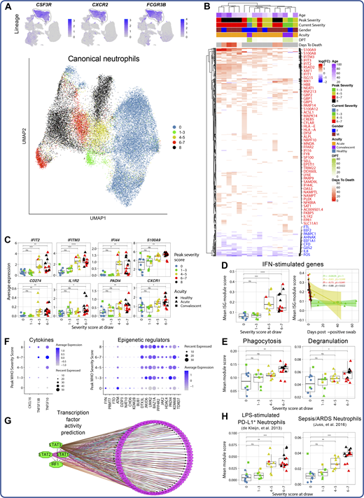 Neutrophil activation is a hallmark of severe and fatal COVID-19. (A) UMAP projections of complete scRNA-seq dataset colored by expression of canonical neutrophil markers (top) and of canonical neutrophils alone colored by peak disease severity score (bottom). (B) Heatmap of DEGs between neutrophils of each COVID-19 sample compared with neutrophils of all healthy controls, colored by average log(fold-change). All displayed DEGs are statistically significant at the P < 0.05 confidence level by Seurat’s implementation of the Wilcoxon rank-sum test (two-sided, adjusted for multiple comparisons using Bonferroni correction). DPT, days post first positive COVID-19 test. (C) Box plots depicting average expression of selected neutrophil DEGs by severity group (see Table S18 for complete DEG list). (D) Plots depicting median ISG signature score of neutrophils in each sample grouped by disease severity score at the time of sample collection (left) and by days after first positive NP swab (right). All points are colored by peak disease severity score. For scatter plot at right, Pearson’s r, exact two-sided P values, and the 95% confidence interval are shown for each peak disease severity score grouping. (E) Box plots depicting average module scores for genes sets of neutrophil phagocytosis and neutrophil degranulation (see Materials and methods and Table S16). (F) Dot plots depicting average and percentage expression of pro-inflammatory cytokine encoding genes (left) and epigenetic regulators (right) by canonical neutrophils. The y axis corresponds to the peak disease severity score. (G) Results of TF activity prediction analysis performed by iRegulon (Janky et al., 2014). DEGs between neutrophils from severely ill patients (peak severity 6–8) and neutrophils from healthy controls were used as input (see Materials and methods and Table S19). (H) Box plots of average module scores for PD-L1+ neutrophils in an in vitro model of endotoxemia (de Kleijn et al., 2013) and granulocytes in the setting of sepsis and ARDS (Juss et al., 2016; see Materials and methods and Table S16). For all box plots, points are colored by the peak disease severity score, shaped according to disease acuity, and grouped by the disease severity score at the time of sample collection. *, P < 0.05; **, P < 0.01; ***, P < 0.001; ****, P < 0.0001; ns, not significant at P = 0.05 by two-sided Wilcoxon rank-sum test with Bonferroni’s correction for multiple hypothesis testing.
