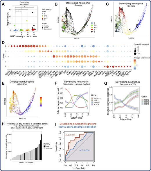 Emergency granulopoiesis is a feature of fatal COVID-19. (A) Box plot depicting proportions of developing neutrophils in each sample from the scRNA-seq dataset. (B and C) Two-dimensional PHATE projection of developing neutrophils colored by peak disease severity score (left) and cluster number (right). (D) Dot plot depicting percentage and average expression of DEGs between developing neutrophil clusters (see Table S20). (E) Two-dimensional PHATE projection of developing neutrophils colored by latent time calculated by scVelo (Bergen et al., 2020). (F and G) Scaled expression of selected neutrophil granule-encoding genes (F) and CCAAT-enhancer-binding protein (CEBP) TF family–encoding genes (G) by developing neutrophils across inferred latent time. (H) Bar plot representing the ranked developing neutrophil signature score (aggregated expression of DEFA1B, DEFA3, LTF, DEFA1, and S100A8; see Materials and methods) for each COVID-19 sample in a validation cohort from a publicly available bulk transcriptomic dataset (Overmyer et al., 2021), colored by the 28-d mortality. (I) ROC curve depicting sensitivity and specificity of 28-d mortality prediction of a five-gene signature of developing neutrophils (DEFA1B, DEFA3, LTF, DEFA1, and S100A8) or of Sequential Organ Failure Assessment (SOFA) score at the time of sample collection in an independent validation cohort of 103 samples where 17 cases are fatal (Overmyer et al., 2021). For all box plots, points are colored by the peak disease severity score, shaped according to disease acuity, and grouped by the disease severity score at the time of sample collection. AUC, area under the curve. **, P < 0.01; ns, not significant at P = 0.05 by two-sided Wilcoxon rank-sum test with Bonferroni’s correction for multiple hypothesis testing.