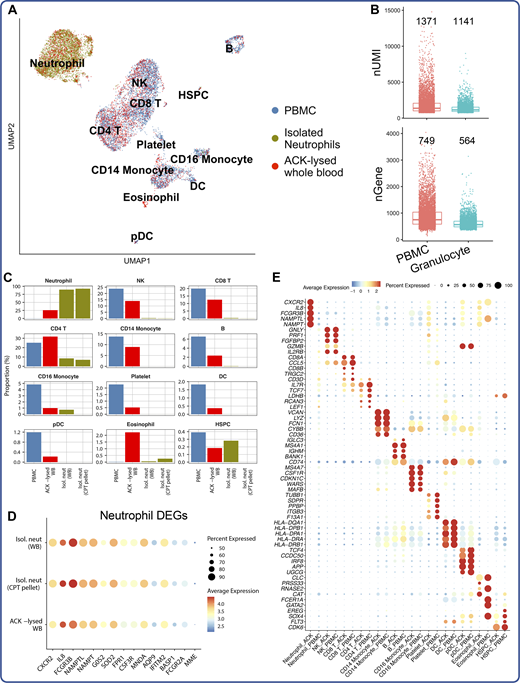 Seq-Well enables high-quality single-cell transcriptomic analysis of primary human neutrophils. Whole blood (WB) from a healthy donor was collected into CPT vacutainers, from which PBMCs were isolated and neutrophils were isolated from the PBMC-depleted cell pellet. Additionally, aliquots of whole blood were subjected to neutrophil isolation or red blood cell lysis with ACK buffer. These cell populations were then analyzed by Seq-Well (see Materials and methods). (A) UMAP projection colored by cell type preparation method. (B) Box plots showing comparisons of the number of UMIs sequenced (top) and the number of genes detected (bottom) in cells annotated to be PBMCs or in cells annotated as granulocytes (neutrophils and eosinophils). The median number of UMIs or genes in each group is plotted above the respective box. The difference in recovered UMIs and gene capture between PBMCs and granulocytes is comparable to that expected by RNA content (Xie et al., 2020; Monaco et al., 2019). (C) Bar plot depicting the proportions of cells from each cell sample preparation method for each annotated cell type. (D) Dot plot depicting percentage and unscaled average expression of the 15 top neutrophil-defining DEGs (see Table S24) between the three cell sample preparation methods that yielded neutrophils. (E) Dot plot depicting average and percentage expression of the top five DEGs for each cell type (see Table S24), demonstrating comparable expression patterns between PBMCs isolated through centrifugation and PBMC subsets present in ACK-lysed whole blood.
