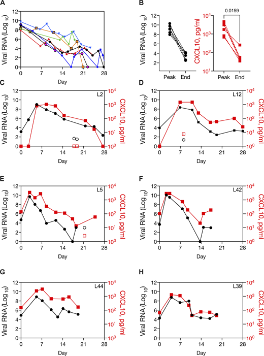 Dynamic innate immune response to SARS-CoV-2 in the nasopharynx in patients diagnosed before peak viral load. Related to Fig. S3 and Table S7. (A) Viral load over time in longitudinal samples from seven patients with high viral load in the first sample (Ct N1 > 20). (B) Paired viral RNA and NP CXCL10 measurements at the peak viral load and at the end viral load, defined as the first sample with Ct N1 > 30, for six patients shown in G (data not available for one sample). CXCL10 level was significantly different in peak and end samples by paired t test. (C–H) Viral load and NP CXCL10 level in longitudinal samples from SARS-CoV-2–positive patients who presented with a low viral load (Ct N1 > 28) that increased to a high viral load (Ct N1 < 20). Viral load is expressed as FC from the limit of detection for the SARS-CoV-2 N1 gene (black circles) and CXCL10 is expressed as picograms per milliliter in the NP swab–associated viral transport medium (red squares). Samples with low levels of RNaseP, an indicator of sample quality, are shown with open symbols. Patient characteristics are described in Table S7.