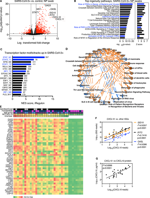 Transcriptome analysis of RNA isolated from SARS-CoV-2–positive NP swabs. Related to Fig. S1 and Table S1, Table S2, Table S3, Table S4, Table S5, and Table S6. (A) Volcano plot showing significantly differentially expressed protein-coding genes based on RNA-seq of NP swab RNA from SARS-CoV-2 patients (n = 30) compared with control SARS-CoV-2–negative subjects (n = 8). Transcripts with FC > 2 and adjusted P value < 0.05 are highlighted in red. (B) Top 20 Ingenuity pathways enriched in SARS-CoV-2–positive patients compared with controls based on 1,770 differentially expressed RNAs. P value and Z score for each pathway are indicated on the x axis. Pathways related to IFN and IFN regulatory factor signaling are highlighted in blue. NK, natural killer; Th, T helper; NO, nitric oxide; IRF, IFN regulatory factor. (C) Transcription factor–binding sites associated with NP transcripts enriched in SARS-CoV-2–positive patients compared with controls. Bars show strength of association of motifs/tracks with enriched transcripts, indicated by normalized enrichment score (NES). The y axis label indicates top transcription factor associated with each cluster of motifs (M) or tracks (T) and the cluster code. The number of enriched transcripts associated with each track/motif is indicated to the right of each bar. Transcription factors associated with the IFN response are highlighted in blue. (D) Graphical summary of pathways and regulators enriched based on Ingenuity Pathway Analysis of differentially expressed genes enriched in NP RNA of SARS-CoV-2–positive patients compared with controls. Colored lines indicate relationship between nodes, with orange lines showing enhancement and blue arrows showing suppression of a biological process by an upstream regulator (e.g., IFNλ1→suppression of viral infection). (E) Heatmap showing relative expression level of the top 45 most significant differentially expressed genes in patients (left) or SARS-CoV-2–negative controls (right). Clinical characteristics of each patient are indicated by color: viral load (red = highest viral load/lowest Ct value, green = lowest viral load/highest Ct value); NP CXCL10 protein level (red = highest, green = lowest, white = data not available). Heatmap colors represent values from highest (red) to lowest (green) for viral load (based on Ct value), CXCL10 concentration (pg/ml), or gene expression level, scaled from minimum to maximum (green = 0; yellow = 0.5, red = 1) Patient characteristics indicated at the top of the graph include admission status (gray, outpatient; black, admitted), sex (blue, male; pink, female), and age (blue, <55 yr; purple, >60 yr); white, data not available. Outpt., outpatient. (F) Correlation between reads mapping to CXCL10 and reads mapping to other ISGs (IFIT2, OASL, and ISG15). (G) Correlation between reads mapping to CXCL10 and CXCL10 protein measured by ELISA in NP swab–associated viral transport medium. PRR, pattern recognition receptor; SLE, systemic lupus erythematosus; PKR, protein kinase R; iCOS-iCOSL, inducible T cell costimulator and inducible T cell costimulator ligand.
