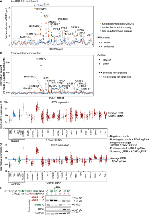 Selection of screen candidates and IFIT1/2 expression in screen.(A and B) Fold enrichment (A) and relative information content (B) of Alu-element RNA for 150 eCLIP targets in alphabetical order. The targets selected for the screen are opaque and labeled. Colors indicate RNA strand: red, Alu RNA in sense orientation; dark blue, Alu RNA in antisense orientation. Shapes indicate cell line: circles, HepG2; triangles, K562. Asterisks marking the labels indicate literature showing functional interaction of the target with Alu RNA (orange), antibodies recognizing the target in autoimmunity (light blue), or the target playing a functional role in autoimmune disease (black). References are listed in Table S1. (C and D) IFIT1 (C) and IFIT2 (D) expression in THP-1 as in Fig. 1 B. Each set of aligned circles represents unique combinations of RBP targeting + ADAR gRNA (two to four individual gRNAs per RBP). Black, no ADAR targeting; blue, ADAR targeting+nontarget controls; green, ADAR targeting+non–RBP-negative controls; orange, ADAR-targeting + SETDB1 targeting–positive control; red, ADAR targeting+RBP targeting. Dotted blue line indicates average IFIT1 (C) or IFIT2 (D) expression across all ADAR+nontarget gRNA nucleofected samples. Log2 expression from three independent experiments is reported. Bars indicate 95% confidence intervals around mean. Successful CRISPR/Cas9 targeting was not confirmed at this stage. (E) Protein detection in THP-1 by Western blot as indicated in Fig. 1 C. One representative out of three experiments. gRNAs: C, Non-target control; H2/H3 hnRNPC gRNA #2 (used in Fig. 2 C); and #3, A, ADAR gRNA. CTRL, nontarget control; sgRNA, single-guide RNA.