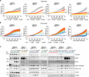 Tetracyclines exacerbate the activation of the ISR and affect the viability of multiple drug–tolerant states. (A) Cell growth (measured as percentage of cell confluency) of MM034 (BRAF mutant, proliferative), MM165 (NRAS mutant, invasive), MM383 (BRAF mutant, NCSC-like), and WM852 (NRAS mutant, NCSC-like) cell lines upon exposure to increasing concentrations of tigecycline for 72 h. Data are mean ± SEM of three independent experiments. ****, P < 0.0001 by Dunnett’s test. (B) Cell growth (measured as percentage of cell confluency) of MM099 (BRAF-mutant, invasive), MM165 (NRAS mutant, invasive), MM383 (BRAF-mutant, NCSC-like), and WM852 (NRAS mutant, NCSC-like) cell lines upon exposure to increasing concentrations of doxycycline for 72 h. Data are mean ± SEM of three independent experiments. ***, P < 0.001; ****, P < 0.0001 by Dunnett’s test. (C) Western blotting of a panel of different melanoma cell lines treated with DMSO (Ctrl), DT (20 and 4 nM, respectively), DTT (20 nM, 4 nM, and 20 µM respectively), tigecycline (Tige, 20 µM), or doxycycline (Doxy, 20 µM) for 72 h. Representative image of three independent experiments.