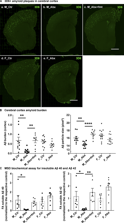 Reduced Aβ-plaque pathology is only observed in short-term ABX-treated male mice, and Tg-donor FMT restores these changes.(A) Representative images of Aβ in the cortex of M_Ctr (a), M_Abx (b), M_Abx+FMT (c), F_Ctr (d), and F_Abx (e) using anti-Aβ monoclonal antibody. (B) Quantification of Aβ burden was performed using threshold-limited particle analysis of 3D6+ staining. One-way ANOVA showed significant changes in both Aβ burden (P = 0.002) and Aβ size (P < 0.0001). Specifically, M_Abx showed significant reduction in Aβ burden (P = 0.004) and Aβ size (P = 0.024) compared with M_Ctr. These changes were completely restored using FMT from age-matched Tg controls into ABX-treated male mice, similar to the levels of M_Ctr (P > 0.05). Female groups showed no significant differences in Aβ burden (P = 0.739) or Aβ size (P = 0.204). (C) MSD analysis of FA-soluble Aβ1-40 and Aβ1-42 levels in the right ventral cerebral cortex of vehicle-, ABX-, or ABX+FMT–treated mice using anti-Aβ mAb 4G8 (n = 6 or 7 mice/group). M_Abx showed significantly lower levels of detergent-insoluble, FA-soluble Aβ1-40 (P = 0.020) and Aβ1-42 (P = 0.038) compared with M_Ctr. FMT from age-matched Tg controls into ABX-treated male mice reverted these levels, similar to M_Ctr (P > 0.05). F_Abx showed no changes in FA-soluble Aβ1-40 (P = 0.243) but increased FA-soluble Aβ1-42 (P = 0.041) compared with F_Ctr. M_Ctr = vehicle-treated male, M_Abx = ABX-treated (PND14–PND21) male, M_Abx+FMT = ABX-treated (PND14–PND21) male, followed by FMT (PND24–PND63) from age-matched Tg-donor male, F_Ctr = vehicle-treated female, and F_Abx = ABX-treated (PND14–PND21) female. n = 9–12; mice per group unless otherwise mentioned. Data are mean ± SEM. *, P < 0.05; **, P < 0.01; ****, P < 0.0001. Scale bar in panels A, c and A, e represents 1,000 µm and applies to all panels (A, a–e). Detailed statistics are listed in Table S9.