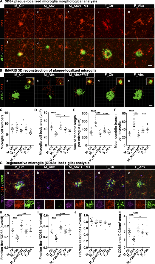Short-term ABX alter microglial morphologies and activation status in male mice, and FMT reverts these changes.(A) Representative images of 3D6+ plaque (green)-localized, Iba1+ microglia (red) from M_Ctr, M_Abx, M_ABX+FMT, F_Ctr, and F_Abx groups. (B) Representative images of iMARIS 3D reconstruction and inserts of compressed 3D Z-stacks from M_Ctr, M_Abx, M_Abx+FMT, F_Ctr, and F_Abx. (C) ImageJ quantification of cell numbers showed no differences in plaque-localized microglial cell numbers in M_Abx (P = 0.964) and F_Abx (P = 0.088) compared with their controls. (D) Cell body areas measured using ImageJ showed significantly reduced Iba1+ cell body size in M_Abx compared with M_Ctr (P < 0.0001), which was restored in M_Abx+FMT group that was similar to M_Ctr (P = 0.7926). Female mice showed no significant changes in microglial cell body area (P = 0.755). (E and F) The dendrite branch length (E) and dendrite branch point measures (F) using iMARIS 3D reconstruction showed significantly higher mean branch length and branch points per microglia in M_Abx compared with M_Ctr (P < 0.0001), which was restored in M_Abx+FMT, similar to M_Ctr (P = 0.8717, P = 0.8472). Female mice showed no significant differences in both measures (P = 0.522, P = 0.958). (G) Representative images of 3D6+ plaque (purple)-localized CD68 (lysosome marker: green) reactive Iba1+ microglial cells (red) from M_Ctr, M_Abx, M_Abx+FMT, F_Ctr, and F_Abx in the top panels and cropped inserts of each channel in the bottom panels. (H) The fraction of CD68-reactive microglia was significantly lower in M_Abx compared with M_Ctr (P = 0.0005) and reverted in M_Abx+FMT, similar to M_Ctr (P = 0.11). Female mice showed no significant differences (P = 0.908). (I) Microglia in close proximity to plaques showed significantly lower CD68 reactivity in M_Abx compared with M_Ctr (P = 0.0002) and reverted in M_Abx+FMT, similar to M_Ctr (P = 0.1674). Female mice showed no differences (P = 0.921). (J) Majority (∼80%) of CD68-reactive structures colocalized with Iba1+ cells, and there were no differences among any groups (P > 0.05). (K) Overall CD68 reactivity was significantly diminished in M_Abx compared with M_Ctr (P = 0.0003) and reverted in M_Abx+FMT, similar to M_Ctr (P = 0.93). Female mice showed no differences (P = 0.999). M_Ctr = vehicle-treated male, M_Abx = ABX-treated (PND14–PND21) male, M_Abx+FMT = ABX-treated (PND14–PND21) male, followed by FMT (PND24–PND63) from age-matched Tg-donor male, F_Ctr = vehicle-treated female, and F_Abx = ABX-treated (PND14–PND21) female. n = 8–10 mice per group. Data are mean ± SEM. *, P < 0.05; ***, P < 0.001; ****, P < 0.0001. Scale bars in A, j, B, e, and G, e represent 20 µm, 10 µm, and 20 µm and apply to all panels in A, a–j, B, a–e, and G, a–e, respectively. Detailed statistics are listed in Table S9.