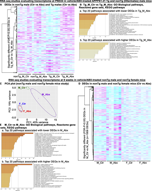 Short-term ABX treatment alters cerebral cortex transcriptome profiles at PND24 in a genotype-dependent manner, and short-term ABX treatment in non-Tg male and female littermates alters cerebral cortex transcriptome profiles in a sex-specific manner. In this study, animals (non-Tg littermates and Tg male mice) were administered ABX or vehicle (PND14–PND21) and were sacrificed at PND24, 3 d after the cessation of ABX/vehicle treatments. RNA-seq analysis was performed on RNA from the dorsal cerebral cortex. (A) ABX treatment showed changes in DEGs in a genotype-dependent manner (Tg_M_Ctr vs. Tg_M_Abx: n = 208 DEGs; FDR-P < 0.05; Table S5; and non-Tg_M_Ctr vs. non-Tg_M_Abx: n = 79 DEGs; FDR-P < 0.05; Table S6). (B, a) Heatmap associated with lower genes (FDR-P < 0.05) in ABX-treated APPPS1-21 Tg male compared with vehicle-treated APPPS1-21 Tg male mice at PND24. (B, b) Heatmap associated with higher genes (FDR-P < 0.05) in ABX-treated APPPS1-21 Tg male compared with vehicle-treated APPPS1-21 Tg male mice at PND24. (C–E) Dorsal cortical transcriptome of cohorts of non-Tg male and non-Tg female mice subject to ABX or vehicle treatment from PND14 to PND21 and sacrificed at 9 wk of age. (C) PCA plot. (D) Significantly different DEGs from non-Tg M_Ctr compared with non-Tg M_Abx groups are plotted using a heatmap to visualize the sex-specific alterations in the cortical transcriptome. ABX- and vehicle-treated non-Tg male mice showed profound differences in cerebral cortex transcripts (n = 1,808 DEGs; FDR-P < 0.05), while non-Tg female mice showed no major changes between ABX- and vehicle-treated groups (n = 1 DEG; FDR-P < 0.05). (E, a) Heatmap associated with lower genes (FDR-P < 0.05) in ABX-treated male mice compared with vehicle-treated male mice. (E, b) Heatmap associated with higher genes (FDR-P < 0.05) in ABX-treated male mice compared with vehicle-treated male mice. acyl-CoA, acyl Coenzyme A; ESR, estrogen receptors. Refer to the image caption for details.