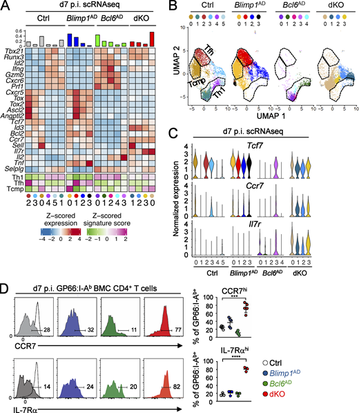 Bcl6 promotes expression of the Tcmp transcriptome by repressing Blimp1. (A–C) Spleen GP66:I-Ab+ tester T cells from mixed BMC generated as in Fig. 1 A were analyzed by scRNAseq at d7 p.i. with LCMV Arm (Table S1 and Fig. S1 F). Data are from two replicates for each genotype, captured in experiments E1–E3. (A) Heatmap shows row-standardized signature scores (bottom rows) and expression of genes characteristic of Th1, Tfh, and Tcmp cells (top rows) among clusters (numbers below heatmap). Cells were clustered separately for each genotype. Top bar graph indicates the percentage of cells in each cluster within that genotype. (B) UMAP analysis of GP66:I-Ab+ T cells computed on cells of all genotypes from experiments E1–E3 and displayed separately for each genotype. Each dot represents a cell colored by cluster as in A. Outlines on the Ctrl plot circle clusters expressing genes characteristic of the Tcmp, Th1, and Tfh signatures and are projected on plots of mutant cells. (C) Violin plot shows relative gene expression across clusters and genotypes (key at bottom, color coded by cluster as in A). (D) Expression of CCR7 (top) and IL-7Rα (bottom) on spleen T cells from chimeric animals (left panels). Black lines show the expression on naive CD4+ T cells, and filled histograms show expression on GP66:I-Ab+ cells from the indicated genotype. Graphs on the right summarize the data; each symbol represents a mouse. Data are from one experiment representative of two independent ones, each with at least three mice per group. ***, P < 0.001; ****, P < 0.0001; unpaired two-sided Welch’s t test. Refer to the image caption for details.