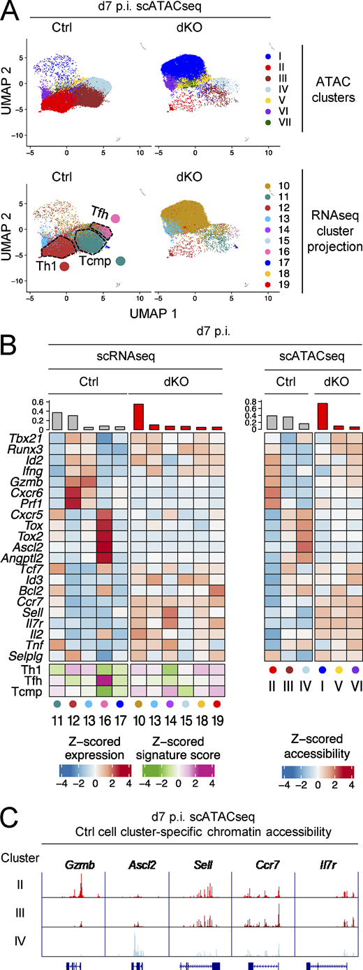 Bcl6 and Blimp1 regulate the epigenomic landscape of CD4+ T cells. Integrated scRNAseq and scATACseq analyses of Ctrl and dKO LCMV-specific CD4+ T cells at d7 p.i. For each analysis platform, UMAP projection and clustering were performed on the full set of cells (both genotypes, all captures), and data are from three replicates for each genotype (Table S1 and Fig. S2 E). (A) UMAP plots of scATACseq data, displayed per genotype with cells color coded by scATACseq cluster (Roman numerals, top) or by projected transcriptomic cluster (Arabic numerals, bottom). Putative Tcmp, Th1, and Tfh clusters are outlined on the Ctrl UMAP plot (bottom). (B) Heatmaps show row-standardized gene expression (scRNAseq) or chromatin accessibility (scATACseq) among clusters of Ctrl and dKO cells. Row-standardized scores of transcriptomic signatures is shown at the bottom of the scRNAseq heatmap (color code underneath). The top bar graph indicates the percentage of cells in each individual cluster within the indicated genotype. Cluster numbers and color code are shown underneath heatmaps. For each genotype, clusters comprising <4% of cells were omitted from the heatmap. (C) Traces show scATACseq peaks at relevant loci in cells from Ctrl clusters II–IV. Refer to the image caption for details.