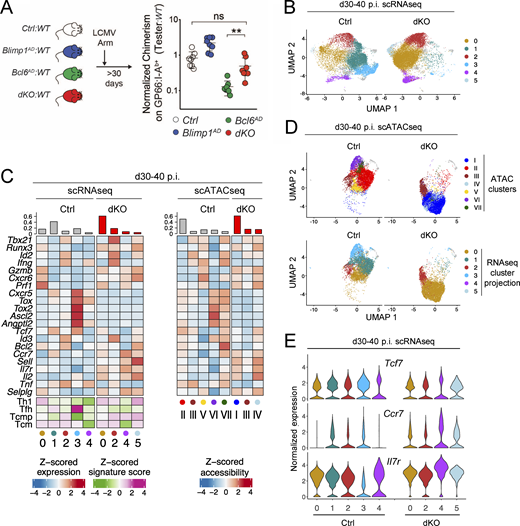 Bcl6 and Blimp1 regulate the transcriptome and epigenome of memory CD4+ T cells. Mixed BMCs made from WT competitor and tester of indicated genotypes were infected with LCMV Arm and analyzed ≥30 d later. (A) Right: Tester/competitor ratios of spleen GP66:I-Ab+ T cells normalized to that of naive CD4+ T cells in each animal 30 d p.i. Data are from three independent transplantation experiments, totaling eight mice in each group and performed as schematized on the left. Each symbol represents a mouse. **, P < 0.01. (B–E) Integrated scRNAseq and scATACseq analyses of tester I-Ab-GP66–specific Ctrl and dKO CD4+ T cells performed as reported in Table S1 and Fig. S3 A and displayed as in Fig. 3. Data are from two independent experiments for each genotype. (B) scRNAseq UMAP plot displayed per genotype and color coded by cluster. (C) Heatmaps show row-standardized gene expression or chromatin accessibility among clusters of Ctrl and dKO cells as in Fig. 3 B. (D) scATACseq UMAP plots shown separately for each genotype and color coded by scATACseq cluster (top) or by projected transcriptomic cluster (bottom). (E) Violin plot shows the relative expression of indicated genes across clusters and genotypes.