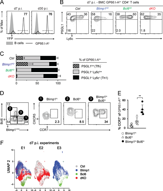 (A)Ox40-Cre+Rosa26YFP mice were infected with LCMV Arm, and spleen cells were analyzed at d7 or d30 p.i. Plots show Cre activity as reported by YFP expression on the indicated spleen T cell populations and is representative of more than three independent experiments. (B and C) Mixed BMCs made from Ctrl, Bcl6AD, Blimp1AD, or dKO tester and WT competitor were infected with LCMV Arm and analyzed at d7 p.i. (B) Ly6c versus PSGL1 expression on spleen GP66:I-Ab+ cells of the indicated genotype. (C) Bar graph shows the proportion of each subset as defined in B within the GP66:I-Ab+ populations in each tester genotype. (B and C) Data are from one experiment representative of three independent experiments with at least three animals per group. (D) Expression of Bcl6 and of YFP (indicative of Blimp1) on spleen GP66:I-Ab+ T cells (left plot) defines subsets analyzed for CCR7 versus CXCR5 expression (right three plots). (E) Graph shows the percentage of CCR7+ cells on the indicated GP66:I-Ab+ population. Each symbol represents a mouse. Data are from two pooled experiments representative of four independent experiments. **, P < 0.01; unpaired two-sided Welch’s t test. (F) UMAP plots from GP66:I-Ab+ T cells analyzed in Fig. 2. Each dot represents a cell and is color coded by genotype. Each plot includes cells of the experiment indicated at the top (defined in Table S1).