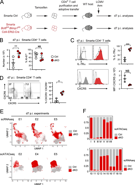 Analyses of adoptively transferred Cd4-ERt2-Cre transgenic Smarta cells undergoing Bcl6 and Blimp1 deletion before antigen-induced activation, and scRNAseq and scATACseq analyses of Ctrl and dKO d7 p.i. LCMV-specific CD4+ T cells, from mixed BMC or adoptive transfer experiments, as in Fig. 3. (A) Schematic representation of Smarta T cell adoptive transfer experiments. (B) Graphs summarize numbers of (left) and Ki-67 expression in (right) Smarta cells from tamoxifen-treated donors that were either Bcl6fl/flBlimp1fl/flCd4-ERt2-Cre (dKO, red-filled symbols) or Cre– littermates (Ctrl, open symbols), after transfer to LCMV Arm–infected WT recipients. (C) Expression of IL-7Rα (top) or CXCR5 (bottom) on Ctrl (gray filled) or dKO (red filled) adoptively transferred cells processed as in B. Dotted black lines represent the expression on naive CD4+ T cells from the same infected mice. Graph on right summarizes the data; symbol code as in B. MFI, mean fluorescence intensity. (D) Expression of CXCR5 versus CXCR6 on the same mice as in C. Graph on right summarizes the data with symbols as in B. (B–D) Data are from one experiment representative of two independent experiments with at least three animals per group. (E) UMAP plots display GP66:I-Ab+ T cells (tester cells from BMC; experiments E1, E2, and E4) or adoptively transferred Smarta cells (E5), captured at d7 p.i. LCMV Arm and processed for scRNAseq (top) or scATACseq (bottom) as in Fig. 3. Each dot represents a cell and is color coded by genotype. Each plot includes cells of a single experiment, as indicated at the top and defined in Table S1. (F) Bar plots indicate the distribution of scATACseq (top) or scRNAseq (bottom) clusters of d7 p.i. cells into Ctrl (gray) or dKO (red) genotypes. Data are from the three experiments shown in E. In B–D, **, P < 0.01; ***, P < 0.001; unpaired two-sided Welch’s t test.