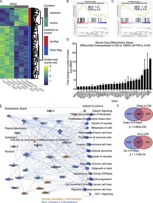 RNA-seq analysis showing transcriptional changes induced by C26 treatment. T-HEp3-GFP cells pretreated for 6 d with DMSO or 0.5 µM C26 were inoculated on CAM and treated daily. After 7 d, GFP+ T-HEp3 cells were sorted by FACS from dissociated tumors, and mRNA was isolated and sequenced using next-generation sequencing as described in Materials and methods. (A) Heatmap showing differentially expressed genes (DEGs) between DMSO control and C26-treated samples (three replicates per condition). Up Reg, up-regulated; Down Reg, down-regulated; vst, variable stabilizing transformation. (B and C) Gene set enrichment profile showing enrichment of the PI3K_AKT_mTOR signaling pathway in DMSO (B) and the neural crest differentiation pathway in C26 (C). FDR, false discovery rate; NES, normalized enrichment score. (D) Graph showing fold change in the number of RNA-seq reads of 27 neural crest differentiation pathway genes that were significantly (q value < 0.05) up-regulated in C26 treatment; error bars show the standard deviation for mRNA levels for each gene. (E) Graphical summary of the most significant entities predicted in the core analysis using IPA software (Qiagen). Entities include canonical pathways, upstream regulators, transcription factors, and biological functions. Orange color, activated entities; blue color, inhibited entities in C26 treatment. (F) Venn diagrams showing DEGs down-regulated (Down) in D-HEp3 versus T-HEp3 and in C26 versus DMSO (top) and DEGs up-regulated (Up) in D-HEp3 versus T-HEp3 and in C26 versus DMSO (bottom). Statistical analysis was performed using a hypergeometric probability test. See also Figs. S2 and S3 and Table S1.