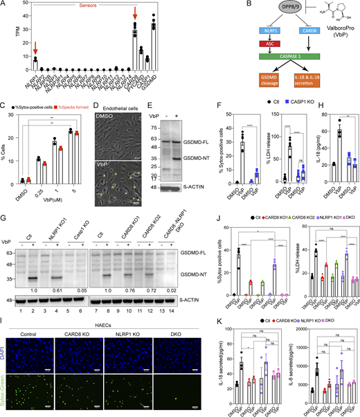NLRP1 and CARD8 are simultaneously triggered by VbP in primary human endothelial cell lines. (A) RNA sequencing of HAECs from two healthy donors showing mRNA levels of inflammasome components. Each dot represents one biological replicate. (B) Schematic of NLRP1 and CARD8 inflammasome activation. VbP (also known as Talabostat) inhibits DPP8/9 to initiate inflammasome activation. (C) Number of ASC Specks formed and SYTOX-positive cells (i.e., percentage cell death) for WT ECs treated with VbP expressed as a percentage of all cells imaged. (D) Phase contrast image of WT ECs treated with the media control (Ctl) or VbP for 16 h. Images taken at 20×. Yellow arrows indicate a few of the cells having pyroptotic morphology. Scale bars, 50 µm. (E) Immunoblot of HAECs 16-h after treatment with VbP, showing levels of GSDMD cleavage from full-length (FL) into activated (NT) form, with a β-actin loading control. (F) Number of SYTOX-positive cells (left) and LDH release (right; expressed as a percentage of LDH released in the lysis control sample) of Ctl and CASP-1 KO ECs treated with 5 µM VbP or DMSO. (G) Immunoblots of VbP or DMSO-treated Ctl, NLRP1 KO, CARD8 KO 1 and 2, DKO, and CASP-1 KO EC cell lysates showing levels of GSDMD cleavage with densitometry ratios of N-terminal fragment normalized to β-actin control. (H) Levels of IL-18 secreted by VbP-treated Ctl and CASP-1 KO ECs. (I) HAECs were treated with VbP or DMSO followed by SYTOX green cell viability stain with Hoechst as a counterstain. Images were taken at 20×. (J) Percentage SYTOX-positive cells (left) and percentage LDH release (right) of Ctl and HAECs of indicated genotypes treated with VbP for 16 h. Media supernatant for the LDH assay was taken from the same samples used in the cell death assay. (K) Levels of IL-18 (left) and IL-8 (right) secreted by HAECs treated with VbP or DMSO. Data are represented by mean ± SEM, P values indicated are from parametric, unpaired, two-tailed student’s t test unless otherwise indicated. *, P < 0.05; **, P < 0.01; ***, P < 0.001; and ****, P < 0.0001. Each symbol represents a distinct biological replicate. Each symbol in the SYTOX green cell death assay represents cell death as a percentage of all cells imaged across 12 fields of one well/sample. All Western blots are a representative image after conducting a minimum of three biological replicates (n = 3) for each of the independent experiments with WT, KO, DKO cells, etc. All experiments were repeated thrice. Source data are available for this figure: SourceData F1.