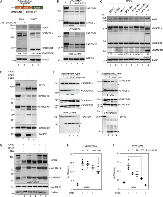 CVB3 2A and 3C protease mediate CARD8 activation. (A) Top: Domain organization of CARD8, which undergoes autoproteolysis to generate an N-terminal (NT) and C-terminal (CT) fragment. Bottom: CVB3-infected A549 and HAECs immunoblotted with C-terminal CARD8 antibody with normalized densitometry levels of full length CARD8 (CARD8-FL), with β-actin loading control. (B) CARD8 expressing HEK293T cells (HEK293T-CARD8) infected with indicated MOI of CVB3 and immunoblotted with ɑ-C- (top) and N-terminal (bottom) CARD8 antibody, with GAPDH loading control. (C) HAEC pretreated with the indicated drugs followed by CVB3 infection for 16 h. Immunoblotting and normalized densitometry values of GSDMD-NT indicate reduced inflammasome activation with BTZ and MLN pretreatments (at concentrations as indicated), with β-actin loading control. (D) HEK293T-CARD8 cells were transfected with CVB3-2A protease or 3C-protease and immunoblotted for ɑ-N-terminal (NT) and ɑ-C-terminal (CT) CARD8. eIF4G and PABPC1 are endogenous substrates of 2Apro and 3Cpro, respectively. * indicates cleavage product. (E) HEK293T-CARD8 cell lysates were incubated with purified CVB3-3C protease and immunoblotted for CARD8 using FLAG tag and ɑ-N-terminal (NT) CARD8 antibody. SNAP29 serves as a positive control for 3C-protease cleavage. (F) HEK293T-CARD8 cell lysates were incubated with purified CVB3-2A protease and immunoblotted for CARD8 using FLAG tag and ɑ-N-terminal (NT) CARD8 antibody. eIF4G serves as a positive control for 2A-protease cleavage. (G) HEK293T-CARD8 cells were infected with CVB3 in the presence or absence of increasing concentrations of 2A and 3C-protease inhibitors, SNAP and Rupintrivir, respectively, and immunoblotted with ɑ-NT-CARD8 and ɑ-CT-CARD8 antibodies, with GAPDH loading control. (H) Percentage cell death (measured by LDH activity) of HAECs infected with CVB3 in the presence of increasing concentrations of 3C-protease inhibitor, Rupintrivir. (I) Percentage cell death (measured by LDH activity) of A549 infected with CVB3 in the presence of increasing concentrations of 2A-protease inhibitor, SNAP. Unless indicated otherwise, all experiments have been carried out in HEK293T-CARD8 cells. Data are represented by mean ± SEM, P values indicated are from one-way ANOVA test. *, P < 0.05; **, P < 0.01; ***, P < 0.001; and ****, P < 0.0001. CVB3 infection MOI used is 0.1 unless indicated otherwise. Unless otherwise stated, each dot represents a biological replicate. All experiments were repeated twice. Source data are available for this figure: SourceData F3.