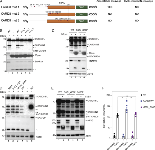 CVB3 3C-protease cleaves CARD8 at p.G38. (A) Domain organization of CARD8 mutants generated by site-directed mutagenesis. Autoproteolytic function and CVB3-induced CARD8-NT cleavage ability of each mutant are indicated on the right. Each red arrowhead represents a glycine residue. (B) Cell lysates of WT and mutant CARD8 transfected into HEK293T cells were incubated with CVB3 3C-protease, and immunoblotted for CARD8 NT. (C) Cell lysates of WT and mutant CARD8 (p.Q37L_G38P) transfected into HEK293T cells were incubated with CVB3 3C-protease, and immunoblotted for CARD8. SNAP29 is used as a positive control for 3C protease-induced cleavage, with β-actin loading control. (D) Cell lysates of WT and mutant CARD8 (G57A, G112_113A, G127A_131A) transfected into HEK293T cells were incubated with CVB3 3C-protease, and immunoblotted for CARD8. SNAP29 is used as a positive control for 3C protease-induced cleavage, with β-actin loading control. (E) HEK293T cells stably expressing WT and mutant CARD8 (p.Q37L_G38P and G166E) were infected with CVB3 (MOI = 0.006) and immunoblotted 16 h later for CARD8 NT, with β-actin loading control. EIF4G is used as a positive control of CVB3-induced cleavage products. (F) Cell death as measured by LDH release of A549 cells stably expressing empty vector (EV), WT CARD8 or cleavage mutant CARD8Q37L_G38P 16-h post-CVB3 infection. Data are represented by mean ± SEM, P values indicated are from one-way ANOVA test. *, P < 0.05; **, P < 0.01; ***, P < 0.001; and ****, P < 0.0001. CVB3 infection MOI used is 0.1 unless indicated otherwise. Unless otherwise stated, each dot represents a biological replicate. All experiments were repeated twice. Source data are available for this figure: SourceData F4. Refer to the image caption for details.