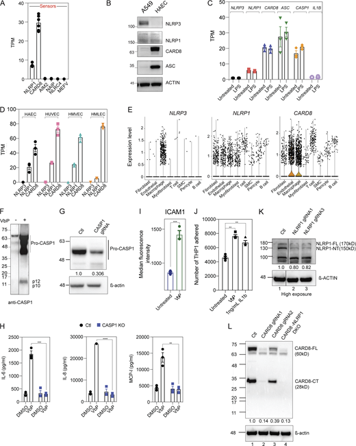 NLRP1 and CARD8 are simultaneously triggered by VbP in primary human endothelial cells lines. Related to Fig. 1. (A) RNA sequencing of HAECs from two healthy donors showing mRNA levels of known inflammasome sensors. (B) Immunoblots of untreated A549 cell lysates and HAECs lysates showing levels of inflammasome proteins, with β-actin loading control. (C) mRNA levels of indicated inflammasome sensors in control and 16 h LPS-treated HAECs as measured by RNA sequencing. (D) mRNA levels of NLRP1, NLRP3, and CARD8 in three different primary endothelial cell lines (HUVEC, HMVEC, and HAEC) as measured by RNA sequencing (Lim et al., 2019). (E) Single-cell RNA sequencing indicating expression levels of NLRP1, CARD8, and NLRP3 in atherosclerotic lesions of a human coronary artery (Wirka et al., 2019). Each dot indicates a single cell under each cell type. (F) Immunoblots of VbP conditioned EC cell-culture supernatant showing levels of caspase-1 (CASP-1) cleavage, with β-actin loading control. (G) Immunoblots of EC cell lysates showing procaspase-1 levels. (H) Levels of IL-6, IL-8, and MCP-1 secreted by VbP-treated control (Ctl) and CASP-1 KO ECs. (I) Levels of ICAM-1 in the presence or absence of VbP measured by flow cytometry. (J) Number of THP-1 cells adhered to ECs treated with and without VbP. IL-1β treatment was used as a positive control. (K) Immunoblot of EC cell lysates showing levels of full-length (FL) and N-terminal (NT) NLRP1 with β-actin loading control. (L) Immunoblot of EC cell lysates showing levels of CARD8 with β-actin loading control. Data are represented by mean ± SEM, P values indicated are from parametric, unpaired, two-tailed student’s t test unless otherwise indicated. *, P < 0.05; **, P < 0.01; ***, P < 0.001; and ****, P < 0.0001. Each symbol represents one biological replicate, unless otherwise stated. All experiments were repeated thrice. Source data are available for this figure: SourceData FS1.