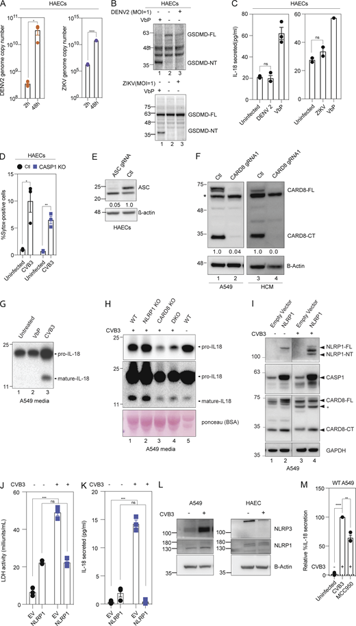 CVB3 activates the CARD8 inflammasome in endothelial cells and human cardiomyocytes. Related to Fig. 2. (A) Viral genome copy numbers of DENV2 (left) or ZIKV (right) in ECs infected with DENV2 or ZIKV, respectively, at an MOI = 1, 2 and 48 h after infection, measured by qPCR. (B) Immunoblots of WT EC cell lysates for GSDMD N-terminal fragment (GSDMD-NT) after treatment with DENV2 (top) or ZIKV (bottom) for 24 h, MOI = 1, with β-actin loading control. (C) Levels of IL-18 secreted by WT ECs after 24 h DENV2, ZIKV treatment at an MOI = 1 or 16 h VbP treatment as a positive control. (D) Percentage SYTOX-positive cells of HAECs 16-h post-CVB3 infection. (E) Immunoblot of ECs showing ASC levels, with β-actin loading control. (F) Immunoblots of A549 cell lysates and hPSC-derived HCMs indicating levels of CARD8, with β-actin loading control. (G) Immunoblots of VbP- and CVB3-treated A549 cell conditioned media showing levels of pro and mature forms of IL-18 secreted. (H) Immunoblots of CVB3 treated WT, NLRP1 KO, CARD8 KO, and DKO A549 cell-conditioned media showing levels of pro and mature forms of IL-18 secreted, with Ponceau staining used as a loading control. (I) Immunoblots of uninfected or CVB3 infected A549 cells over expressing NLRP1 or an empty vector (EV) harvested after 16 h, showing levels of NLRP1, CASP-1, and CARD8, with GAPDH loading control. (J) LDH activity in media collected from uninfected and CVB3 infected A549 cells over expressing NLRP1 or an EV. (K) Levels of IL-18 secreted by uninfected and CVB3 infected A549 cells over expressing NLRP1 or an empty vector EV. (L) Immunoblots of uninfected and CVB3 infected (for 16 h) WT A549 cell lysates and WT EC lysates indicating levels of NLRP3 and NLRP1, with β-actin loading control. (M) Relative levels of IL-18 secreted by CVB3 infected A549 cells in the presence or absence of NLRP3 inhibitor MCC950. Data are represented by mean ± SEM, P values indicated are from parametric, unpaired, two-tailed student’s t test. *, P < 0.05; **, P < 0.01; ***, P < 0.001; and ****, P < 0.0001. CVB3 infection MOI is 0.1 unless indicated otherwise. Each symbol represents one biological replicate. All experiments were repeated twice. Source data are available for this figure: SourceData FS2.