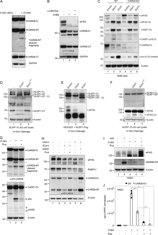 CVB3 2A and 3C protease mediate CARD8 activation. Related to Fig. 3. (A) HEK293T CARD8 infected with low dose (MOI = 0.006) of CVB3 and immunoblotted for NT-CARD8 and GAPDH loading control. (B) HEK293T CARD8 infected with CVB3 in the presence of pan-caspase inhibitor z-VAD-fmk. eIF4G served as a positive control indicating CVB3 infection, with GAPDH loading control. (C) Immunoblots of WT and CARD8 KO A549 cells transfected with 2Apro and 3Cpro showing levels of CASP-1, CARD8, and pro–IL-18, with β-actin loading control. eIF4G serves as a positive control for 2Apro-induced cleavage. (D) Cell lysates from NLRP1 overexpressing HEK293T cells were incubated with purified WT and catalytically inactive CVB3-3C protease, and immunoblotted for NLRP1 using FLAG tag and α-C-terminal NLRP1 antibody, with β-actin loading control. (E) HEK293T cells overexpressing NLRP1 were transfected with pIRES-2Apro or 3Cpro and immunoblotted 24 h later for NLRP1-NT. eIF4G serves as a positive control for 2A protease mediated cleavage. (F) Cell lysates from NLRP1 overexpressing HEK293T cells were incubated with purified WT and catalytically inactive CVB3-2A protease and immunoblotted for NLRP1 using FLAG tag, with β-actin loading control. eIF4G is a positive control for CVB3-2A protease-induced cleavage. (G) HEK293T CARD8 were transfected with CASP1 and infected with CVB3 in the presence of Rupintrivir (200 nM) and immunoblotted with α-NT-CARD8 and α-CASP1 antibodies. eIF4G degradation serves as a positive control indicating CVB3 infection. * indicates cleavage product. (H) HEK293T CARD8 were transfected with 2A protease and 3C-protease in the presence or absence of SNAP (200 μM) or Rupintrivir (200 nM) and immunoblotted with α-NT-CARD8, α-eIF4G, and α-PABPC1. eIF4G and PABPC1 are endogenous substrates of 2Apro and 3Cpro, respectively. (I) HAECs were infected with CVB3 in the presence of Rupintrivir (200 nM) and immunoblotted with α-GSDMD. eIF4G degradation served as a positive control indicating CVB3 infection. (J) WT and CARD8-KO HAECs were infected with CVB3 in the presence or absence of Rupintrivir (200 nM). Intracellular viral genome copy number was quantitated with qPCR. Each symbol represents one biological replicate. Data are represented by mean ± SEM, P values indicated are from parametric, unpaired, two-tailed student’s t test. *, P < 0.05; **, P < 0.01; ***, P < 0.001; and ****, P < 0.0001. CVB3 infection MOI is 0.1 unless indicated otherwise. All experiments were repeated twice. Source data are available for this figure: SourceData FS3.