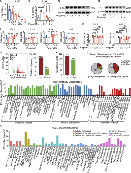 Propionate inhibits IL-33 production in keratinocytes. (A) RT-qPCR showing the expression of IL-33 mRNA in cultured human primary keratinocytes incubated with different concentrations of propionate for 24 h (n = 3 per group). (B) RT-qPCR showing the expression of IL-33 mRNA in cultured human primary keratinocytes stimulated with IL-4 (100 ng/ml) and IL-1α (10 ng/ml) for 1 h and then cocultured with different concentrations of propionate for 24 h (n = 3 per group). CK (cytokine) represents 100 ng/ml IL-4 + 10 ng/ml IL-1α. (C) Western blotting showing the protein expression of IL-33 in cultured human primary keratinocytes treated with different concentrations of propionate. (D) Western blotting showing the protein expression of IL-33 in keratinocytes cultured under Th2 inflammatory conditions and treated with different concentrations of propionate. (E) RT-qPCR showing the mRNA expression of inflammatory cytokines in human primary keratinocytes incubated with different concentrations of propionate (n = 3 per group). (F) RT-qPCR showing the mRNA expression of inflammatory cytokines in keratinocytes cultured under Th2 inflammatory conditions and treated with different concentrations of propionate (n = 3 per group). (G) Volcano plots and histogram showing the DEGs (|fold-change| >2 versus control, P < 0.05) in keratinocytes treated with propionate. (H) DEGs (|fold-change| >2 versus control, P < 0.05) in keratinocytes stimulated with Th2 cytokines. (I) The effects of propionate treatment on gene sets modulated by Th2 cytokines (enhancement: fold-change >1.5 with propionate + Th2 cytokines versus vehicle + Th2 cytokines; inhibition: fold-change <−1.5 with propionate + Th2 cytokines versus vehicle + Th2 cytokines; no effect: −1.5< fold-change <1.5). (J and K) Gene Ontology analysis and KEGG enrichment analysis of the Th2 cytokine-induced genes in keratinocytes after propionate treatment. Data are representative of three independent experiments and are expressed as means ± SEM. Statistical significance was analyzed by one-way ANOVA followed by Dunnett’s test. *, P < 0.05; **, P < 0.01; ***, P < 0.001. Source data are available for this figure: SourceData F3. Refer to the image caption for details.