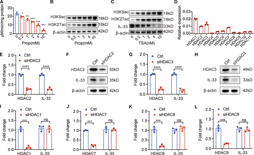 Propionate suppresses IL-33 expression in human primary keratinocytes through inhibiting HDAC2 and HDAC3. (A) HDAC enzyme activity in keratinocytes treated with different propionate (Prop) concentrations (n = 3 per group). (B) Western blotting showing histone acetylation in keratinocytes after treatment with different concentrations of propionate. (C) Western blotting of IL-33 expression and histone acetylation in keratinocytes treated with the HDAC inhibitor TSA. (D) The relative expression level of 11 HDACs in keratinocytes normalized to GAPDH as determined by RT-qPCR (n = 3 per group). (E–H) Expression of HDAC2/3 and IL-33 at the mRNA or protein level in keratinocytes after siRNA-mediated HDAC2/3 knockdown. (I–L) RT-qPCR results of the expression of IL-33 mRNA in keratinocytes treated with siRNA targeting HDAC1, HDAC7, HDAC8, or HDAC9. Data are representative of three independent experiments and are expressed as means ± SEM. Statistical significance was analyzed by one-way ANOVA followed by Dunnett’s test (A) and unpaired t tests (E, G, and I–L; n = 3 per group). *, P < 0.05; **, P < 0.01; ***, P < 0.001; ****, P < 0.0001. Source data are available for this figure: SourceData F4. Refer to the image caption for details.