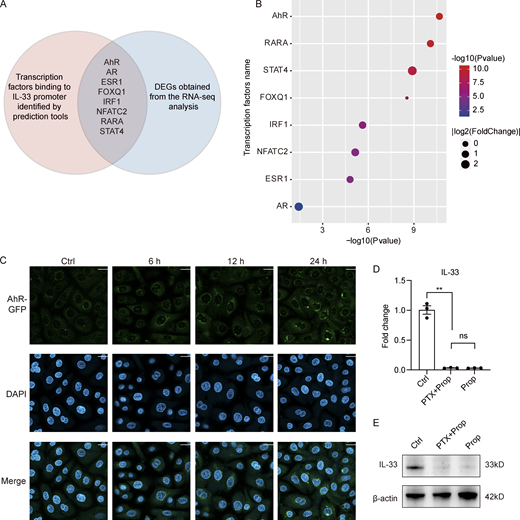 Mechanism for the inhibitory effect of propionate on IL-33 expression. (A and B) Analysis of potential transcription factors binding to IL-33 promoter. (A) The Venn diagram of intersection between transcription factors predicted to bind IL-33 promoter and DEGs obtained from the RNA-seq analysis. The red circle represents transcription factors predicted by PROMO database (http://alggen.lsi.upc.es/cgi-bin/promo_v3/promo/promoinit.cgi?dirDB=TF_8.3) and further verified by the online software LASAGNA-search 2.0 (https://biogrid-lasagna.engr.uconn.edu/lasagna_search/). The blue circle represents DEGs (|fold-change| >1.5 versus control, P < 0.05) obtained from the RNA-seq analysis. The intersection lists transcription factors that exist in both circles. (B) The bubble chart showing P values and fold-change of the listed transcription factors. (C) Representative confocal images showing the localization of AhR in keratinocytes treated with CH-223191 for 1 h before stimulation with propionate (4 mM) for different times. Scale bar = 20 μm. (D and E) Keratinocytes were treated with PTX (0.2 μg/ml) for 1 h before stimulation with propionate (Prop; 4 mM) for 24 h. Results of RT-qPCR analysis (D) and Western blotting analysis (E) for the expression of IL-33 in keratinocytes are shown. Data are representative of three independent experiments and are expressed as means ± SEM. Statistical significance was analyzed by one-way ANOVA followed by Tukey’s test. **, P < 0.01. Source data are available for this figure: SourceData FS5.