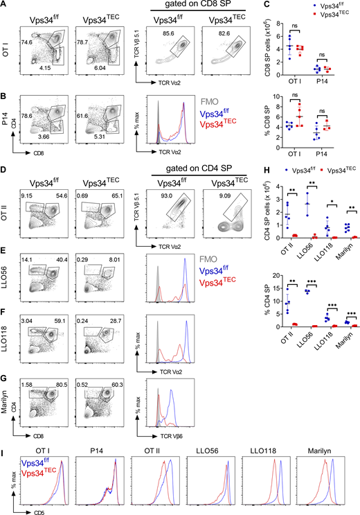 Vps34 in TECs is critical for positive selection of MHC class II–restricted but not MHC class I–restricted transgenic TCRs. Six separate TCR transgenes were introgressed into the Vps34TEC strain and analyzed for positive selection compared with TCR transgenic Vps34f/f controls (see Table S1 for the specificities of these TCRs). (A–G) Flow cytometric analysis of thymocytes for CD4 and CD8 expression from the following TCR transgenic lines: OTI (A), P14 (B), OTII (D), LLO56 (E), LLO118 (F), and Marilyn (females only; G). Representative flow plots or histograms show clonotypic TCR expression profiles of Vps34f/f (blue line), Vps34TEC (red line), and control staining (shaded gray) of the indicated cell populations. (C) Total cell number (top) and frequency (bottom) of CD8 SP thymocytes in the indicated MHC class I–restricted TCR transgenic lines. (H) Total cell number (top) and frequency (bottom) of CD4 SP thymocytes in the indicated MHC class II–restricted TCR transgenic lines. (I) Surface CD5 expression on DP thymocytes (CD4+CD8+) from the indicated mouse strains. Data signify the mean ± SD. Data are representative of at least two independent experiments with three to six biological replicates per genotype. Each data point represents a biological replicate. *, P < 0.05; **, P < 0.01; ***, P < 0.001; ns, not significant by unpaired t test. FMO, fluorescence minus one.