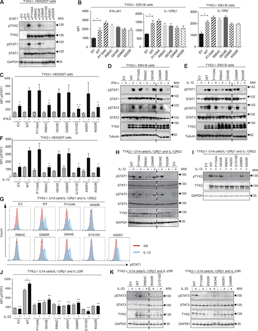 Functional characterization of the mutant TYK2 alleles in overexpression conditions. (A) Western blot analysis of the expression capacity of the TYK2 alleles and of the capacity of the resulting proteins for auto- and trans-phosphorylation in TYK2-deficient HEK293T cells. Where indicated, the cells were transiently transfected with STAT1. The experiment shown is representative of at least two independent experiments performed. (B) IFN-αR1, IL-12Rβ1, and IL-10R2 expression in reconstituted EBV-B cells with the TYK2 alleles indicated, as determined by flow cytometry. *, P < 0.05, two-tailed Student’s t tests. Nonsignificant values are not indicated. Two (IFN-αR1, IL-12Rβ1) and three (IL-10R2) independent experiments were performed. MFI, mean fluorescence intensity. (C and D) Response to IFN-α of transfected TYK2-deficient HEK293T (C) and reconstituted EBV-B cells (D) with the TYK2 alleles indicated, as determined by flow cytometry and Western blotting, respectively. The data shown are representative of at least two independent experiments. *, P < 0.05; **, P < 0.01, two-tailed Student’s t tests between the stimulated condition of the TYK2 WT allele and the other stimulated conditions. Nonsignificant values are not indicated. (E and F) Response to IL-10 of reconstituted EBV-B cells (E) and TYK2-deficient HEK293T cells (F) with the TYK2 alleles indicated, as determined by Western blotting and flow cytometry, respectively. The data shown are representative of at least two independent experiments. *, P < 0.05, two-tailed Student’s t tests between the stimulated condition of the TYK2 WT allele and the other stimulated conditions. Nonsignificant values are not indicated. (G and H) Response to IL-12 of TYK2-deficient U1A cells stably transfected with IL-12Rβ1 and IL-12Rβ2 and with the TYK2 alleles indicated, as determined by flow cytometry (G) and Western blotting (H). The data shown are representative of at least two independent experiments. (I) Phosphorylation of TYK2, as a substrate, in TYK2-deficient U1A cells stably transfected with IL-12Rβ1 and IL-12Rβ2, and transfected with the TYK2 alleles indicated, as determined by Western blotting with a specific anti-phosphoTYK2 antibody after stimulation with IL-12. The data shown are representative of at least two independent experiments. (J and K) Response to IL-23 of TYK2-deficient U1A cells stably transfected with IL-12Rβ1 and IL-23R transfected with the TYK2 alleles indicated, as determined by flow cytometry (J) and Western blotting (K) for pSTAT3 and pSTAT1. The data shown are representative of at least two independent experiments. *, P < 0.05; **, P < 0.01, two-tailed Student’s t tests between the stimulated condition of the TYK2 WT allele and the other stimulated conditions (in black) and between the nonstimulated and stimulated condition (in red). Nonsignificant values are not indicated. MW, molecular weight in kD. Source data are available for this figure: SourceData F2.