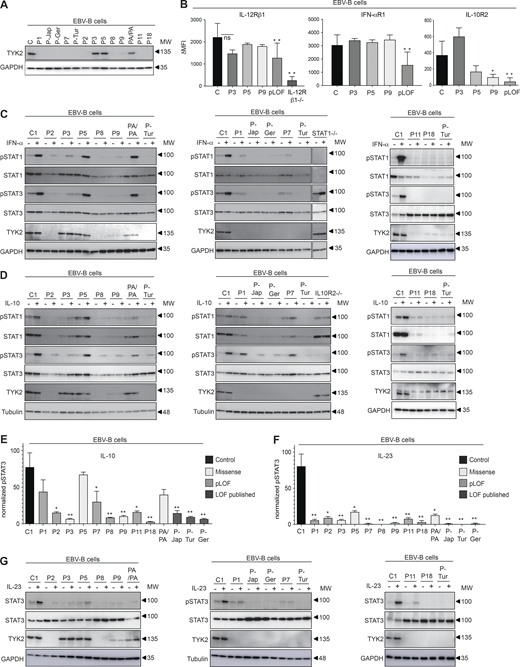 Functional characterization of the patients’ cell lines. (A) TYK2 levels, assessed by Western blotting of EBV-B cells from the patients. The data shown are representative of at least two independent experiments. (B) Expression of IL-12Rβ1, IFN-αR1, and IL-10R2 in EBV-B cells from the patients indicated, as determined by flow cytometry. pLOF cells comprise cells from P1, P-Jap, P-Tur, P-Ger, P7, P2, and P8. *, P < 0.05; **, P < 0.01, two-tailed Student’s t tests. Nonsignificant values are not indicated. Two to three independent experiments were performed. MFI, mean fluorescence intensity. (C–G) Response to IFN-α (C) IL-10 (D and E), and IL-23 (F and G) of EBV-B cells from the patients, as determined by Western blotting (C, D, and G) and flow cytometry (E and F), assessing STAT phosphorylation. TYK2 levels were determined by Western blotting of the patients’ EBV-B cells. *, P < 0.05; **, P < 0.01, two-tailed Student’s t tests between the stimulated condition of the controls and the other stimulated conditions. Nonsignificant values are not indicated. Data representative of at least two independent experiments are shown. MW, molecular weight in kD. Source data are available for this figure: SourceData F3.