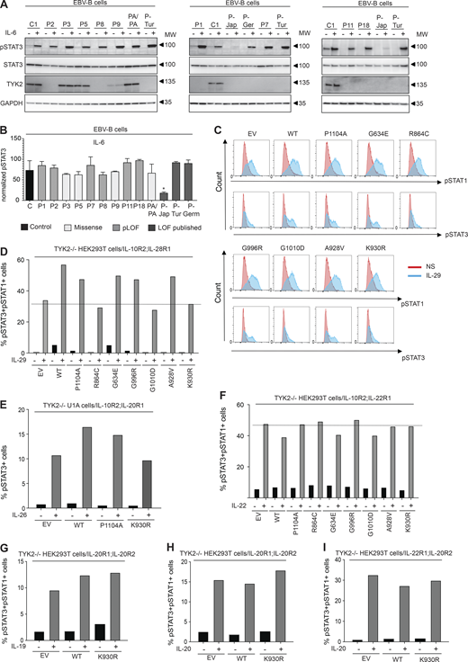 TYK2-independent signaling pathways. (A and B) Response to IL-6 in EBV-B cells from TYK2-deficient patients, as assessed by Western blotting (A) and flow cytometry (B) with an anti-pSTAT3 antibody. Data representative of at least two independent experiments are shown. *, P < 0.05; two-tailed Student’s t tests between the stimulated condition of the controls and the other stimulated conditions. Nonsignificant values are not indicated. (C and D) Response to IL-29 in TYK2-deficient HEK293T cells transiently transfected with IL-28R and IL-10R2, and the various TYK2 alleles, as assessed by flow cytometry with specific labeled anti-pSTAT1 and anti-pSTAT3 antibodies. Data representative of at least two independent experiments are shown. (E) Diagram of the response to IL-26 in TYK2-deficient U1 cells transiently transfected with IL-10R2 and IL-20R1 and the various TYK2 alleles, as measured by flow cytometry. Data representative of at least two independent experiments are shown. (F) Diagram of the response to IL-22 in TYK2-deficient HEK293T cells transiently transfected with IL-10R2 and IL-22R1, and the various TYK2 alleles, as assessed by flow cytometry. Data representative of at least two independent experiments are shown. (G–I) Diagram of the responses to IL-19 (G) and IL-20 (H and I) in TYK2-deficient HEK293T cells transiently transfected with IL-20R1/IL-20R2, IL-22R1 and IL-20R2, and the various TYK2 alleles, as assessed by flow cytometry. Data representative of at least two independent experiments are shown. MW, molecular weight in kD. Source data are available for this figure: SourceData F5. Refer to the image caption for details.