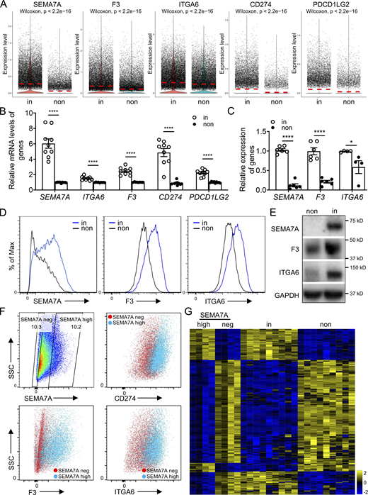 Cell-surface markers were used to identify invasive fibroblasts. (A) Violin plot comparisons of cell-surface marker gene expression in invasive and noninvasive fibroblasts. (B) Relative expression of cell-surface marker genes in bulk RNA-seq on invasive and noninvasive fibroblasts (n = 9 per group). (C) Relative expression of SEMA7A, F3, and ITGA6 in invasive and noninvasive fibroblasts by qRT-PCR (n = 6 for SEMA7A and F3, and n = 4 for ITGA6). (D) Cell-surface expression of SEMA7A, F3, and ITGA6 in invasive and noninvasive fibroblasts by flow cytometry. (E) Western blot analysis of SEMA7A, F3, and ITGA6 expression in invasive and noninvasive fibroblasts. GAPDH served as loading control. (F) Cell-surface expression of CD274, F3, and ITGA6 in SEMA7A negative and high fibroblasts by flow cytometry. (G) Heatmap of consistent genes in SEMA7Ahigh and invasive, SEMA7Anegative and noninvasive fibroblasts, respectively, by bulk RNA-seq. non, noninvasive fibroblasts; in, invasive fibroblasts; neg, negative. Three independent experiments were performed on fibroblasts from different patients (B and C). Data are the mean ± SEM. *, P < 0.05; ****, P < 0.0001 by student’s t test (B and C). Source data are available for this figure: SourceData F1.