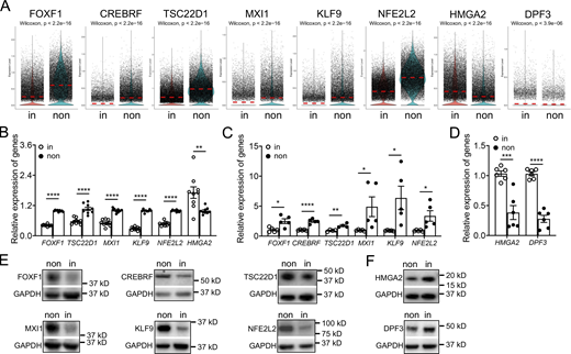 Differentially expressed transcription factors in invasive and noninvasive fibroblasts. (A) Visualization of differentially expressing transcription factors using violin plot in invasive and noninvasive fibroblasts. (B–D) Expression validation of transcription factors by bulk RNA-seq analysis (B) and qRT-PCR analysis (C and D). B, n = 9 per group; C, n = 4 for TSC22D1 and n = 5 for other groups; D, n = 6 per group. (E and F) Western blot analysis of transcription factor expression in invasive and noninvasive fibroblasts. GAPDH served as loading control. non, noninvasive fibroblasts; in, invasive fibroblasts. Three independent experiments were performed on fibroblasts from different patients (B–D). Data are the mean ± SEM. *, P < 0.05; **, P < 0.01; ***, P < 0.001; ****, P < 0.0001 by Student’s t test (B–D). Source data are available for this figure: SourceData F3. Refer to the image caption for details.