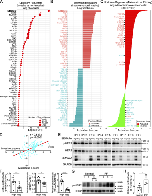 Significantly activated ERBB2 (HER2) signaling pathway in invasive fibroblasts. (A and B) Dot plot visualization of the −Log10(FDR) (A) and bar plot visualization of the activation Z-score (B) of the top 30 activated and inhibited upstream regulators of invasive fibroblasts by IPA analysis. ERBB2 was the most activated regulators of invasive fibroblasts. ERBB2 was highlighted as the most activated regulator. (C) IPA analysis revealed the upstream regulators of metastatic lung adenocarcinoma cancer cells compared to primary cancer cells retrieved from GSE131907. Most of the top activated/inhibited (listed in red/green texts, respectively) upstream regulators of invasive fibroblasts were these of metastatic cancer cells. (D) Pearson correlation analysis of activation z-score of shared upstream regulators (n = 129) of invasive fibroblasts versus metastatic lung adenocarcinoma cancer cell. Linear regression analysis was performed and visualized in red line. (E) p-HER2, total HER2, and SEMA7A protein levels in sorted SEMA7A high and negative fibroblasts in nine IPF fibroblast lines were determined by Western blot. GAPDH served as loading control. (F) Quantification of the Western blot was used to determine the relative protein levels of p-HER2, total HER2, and SEMA7A in E (n = 9 per group). (G and H) p-HER2 and total HER2 in sorted fibroblasts from three normal and four IPF lung were determined by Western blot and quantification was performed (H; n = 4). Neg, megative; P, proximal lung regions; D, distal lung regions. Two independent experiments were performed on fibroblasts from different patients (F and H). Data are the mean ± SEM. *, P < 0.05; **, P < 0.01; ****, P < 0.0001 by Student’s t test (F and H). Source data are available for this figure: SourceData F5. Refer to the image caption for details.