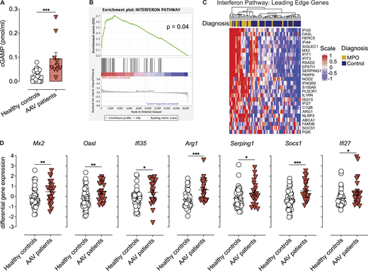 Patients with ANCA-associated vasculitis show increased cGAS activation and IFN-I signature. (A) cGAMP concentration in PBMCs isolated from healthy donors or patients with active anti-MPO-associated vasculitis (patient cohort I; Table S1). Each dot is an individual donor (n = 22 for healthy, n = 10 for MPO-vasculitis donors). Columns represent mean ± SEM. (B) GSEA in patients undergoing active anti-MPO-associated vasculitis (n = 21, patient cohort II; Table S2). (C) Heatmap of IFN-I pathway leading-edge gene expression levels in patients with active anti-MPO-associated vasculitis (MPO, n = 21) or in remission (Control, n = 47; patient cohort II). (D) Expression levels for selected ISGs from analysis in C. Asterisks indicate the significance level of unpaired t test (A and D) and familywise-error rate (B) *, P < 0.05; **, P < 0.01; ***, P < 0.001. Refer to the image caption for details.
