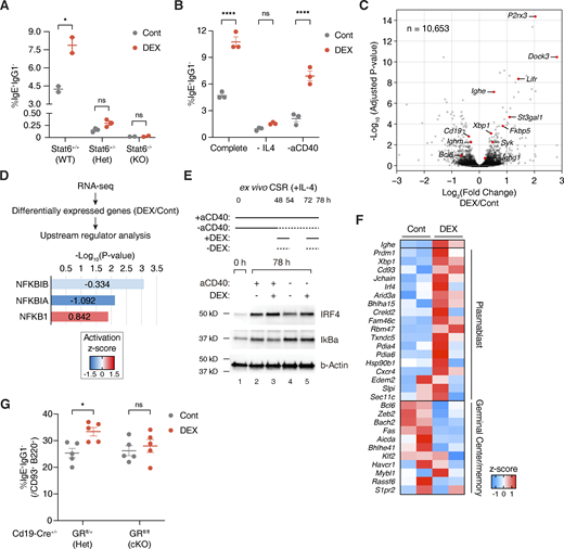Glucocorticoids promote CD40 signaling and plasmablast-like gene expression ex vivo. (A) Percentage of IgE+ IgG1− B cells (within live B220+) from CD19+ splenic B cells of Stat6 WT, Het, or KO mice cultured with Cont (gray) or DEX (red), as described in Fig. 1 C (n = 2–3 mice/group, representative of two independent experiments). (B) Percentage of IgE+ IgG1− B cells (within live B220+) from WT B cells subjected to IL-4 or aCD40 depletion and treated with Cont (gray) or DEX (red). “Complete” media contained IL-4 and aCD40 (n = 3 mice/group, representative of two independent experiments). (C) Volcano plot showing differentially expressed genes between B cells cultured ex vivo with DEX or Cont. x axis indicates log2(fold change) of counts per million (CPM) and y axis indicates corresponding −log10(adjusted P value) for differential expression, with key B cell or differentially expressed genes highlighted in red (n = 2 mice/group as biological replicates). (D) Effect of DEX on B cell activation of upstream regulators NFKB1 (p105), NFKBIA (IκBa), and NFKBIB (IκBb). WT Cont or DEX-treated B cells were analyzed by RNA-seq and pathway analysis for upstream regulators of differentially expressed targets. x axis indicates −log10(P value) for overlap between DEX-induced changes in upstream regulator targets and observed gene expression changes (relative to Cont), by Fisher’s exact test. Numbers and color gradations indicate activation z-score (n = 2 mice/group as biological replicates). (E) Effect of DEX treatment during aCD40 depletion on IRF4 and IκBa protein abundance by Western blotting. WT B cells were harvested preculture (naive B cells) or after 78 h of complete (lanes 2–3) or aCD40-depleted (lanes 4–5) cultures with Cont or Dex treatment, as similarly described in B (representative of two biological replicates). (F) Heat map showing relative expression of genes associated with plasmablast-like or germinal center and memory B cell–like signatures for Cont vs. DEX-treated IgE+ B cells sorted after culture. Color gradations indicate z-scores by CPM (n = 2 mice/group as biological replicates). (G) Percentage of IgE+ IgG1− cells (within live B220+ CD93+) from Cd19-Cre+/− GR Het vs. cKO B cells cultured with Cont (gray) or DEX (red; n = 5 mice/group, compiled from two independent experiments). Error bars in A–B and G represent SEM. P values <0.05 were considered significant (*, P < 0.05; ****, P < 0.0001; ns, not significant). Ratio-paired Student’s t test was used for A–B and G. Source data are available for this figure: SourceData F2. Refer to the image caption for details.