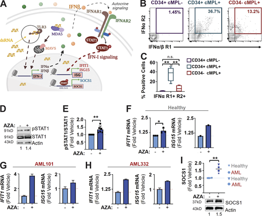 Activation of IFNAR signaling upon AZA exposure. (A) Mechanistic scheme on autocrine IFNAR receptor activation. (B and C) Quantification of IFNAR1 and IFNAR2 cell surface proteins on CD34+ cMPL−, CD34+ cMPL+, and CD34− cMPL+ cells by FACS. Representative FACS plots for IFNα/β R1 IFNα/β R2 expression in parental cell populations (indicated on top of plots; B) and (C) quantification of relative frequencies of cells expressing responsive heterodimeric IFNAR receptors (IFNα/β R1+ IFNα/β R2+ cells) within parental cell populations represented as box plots with min to max (whiskers); N = 4 biological specimens in independent experiments. (D and E) Quantification of phosphorylated (pSTAT1) and total STAT1 protein levels by Western blot analysis upon AZA treatment of CB MNCs for 1 h in Mk-promoting cultures (containing 5 µg/ml EP) in the absence or presence of AZA (0.3 µM). Example blot (D) and bar graphs representing mean pSTAT1 protein levels ± SD normalized to total STAT1 protein and actin loading controls (E). N = 3 independent biological specimens in technical duplicates. (F–H) Quantification of STAT1/IFN-I target expression, IFIT1 (left), and ISG15 (right) by qRT-PCR analysis in cells after Mk prompting culture (containing 5 µg/ml EP) in the absence (control) or presence of AZA. Bar graphs represent GAPDH-normalized average expression values ± SD depicted as fold changes to control cultures as well as individual data points in healthy MNC after culture for 2 h (F), and AML patient–derived MNC after culture for 2 h (G), as well as 24 h (H). (I) SOCS1 protein expression by Western blot analysis in healthy or AML MNC after 1 h culture in the absence or presence of 0.3 μM AZA. Black line represents mean expression of actin-normalized individual protein levels depicted as fold changes to vehicle control. N = 2 (healthy) and 2 (AML) in independent experiments. Statistical significance indicated as *P < 0.05, **P < 0.01, ***P < 0.001 by Student’s t test (C, E, F, and I); n.s., not significant. Source data are available for this figure: SourceData F4.
