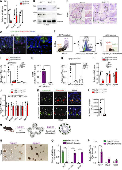 TA cells control R-spondin production in the crypt niche. (A) qRT-PCR of Rspo1, Rspo2, and Rspo3 mRNA levels in whole intestinal tissue from URI(+/+)Int and URI(Δ/Δ)Int mice following 6 d of tamoxifen treatment (n = 6, 4). (B) WB in intestinal tissue from URI(+/+)Int and URI(Δ/Δ) Int mice following 6 d of tamoxifen treatment. Membranes are blotted with the indicated antibodies. (C) Representative in situ hybridization (ISH) pictures for R-spondin 1 in intestinal tissue from URI(+/+)Int-Lgr5-EGFP and URI(Δ/Δ)Int-Lgr5-EGFP mice following 6 d of tamoxifen treatment. Black dashed lines are for crypts; green dashed lines highlight stromal cells. 1 = upper part of the crypt; 2 = bottom part of the crypt; 3 = stromal cells. (D) Representative co-IF for lysozyme and R-spondin 3 in URI(+/+)Int and URI(Δ/Δ)Int mice following 6 d of tamoxifen treatment. (E) Gating strategy for flow cytometry to sort Lgr5− high side-scattering/forward scattering (high size/high granularity), Lgr5low (TA), and Lgr5high (ISC) cells. (F) qRT-PCR of Uri mRNA levels in sorted Lgr5− high side-scattering/forward scattering (high size/high granularity) and Lgr5low (TA) cells from isolated crypts from URI(+/+)Int-Lgr5-EGFP mice (n = 4, 4, 3, 3). (G) qRT-PCR of Defa4 mRNA levels in sorted Lgr5− high side-scattering/forward scattering (high size/high granularity) and Lgr5high (ISCs) from isolated crypts from URI(+/+)Int-Lgr5-EGFP (n = 3). (H) qRT-PCR of Rspo1, Rspo2, and Rspo3 mRNA levels in sorted Lgr5− high side-scattering/forward scattering cells (high size/high granularity) from URI(+/+)Int-Lgr5-EGFP mice. (I) qRT-PCR of Rspo1, Rspo2, and Rspo3 mRNA levels in sorted Lgr5− high side-scattering/forward scattering cells (high size/high granularity) from URI(+/+)Int-Lgr5-EGFP and from URI(Δ/Δ)Int-Lgr5-EGFP. (J) qRT-PCR of ISC regulator genes (Dll4, BMP2, BMP4, EGF, and TGFβ) expressed by Paneth cells isolated from URI(+/+)Int-Lgr5-EGFP and URI(Δ/Δ)Int-Lgr5-EGFP mice (n = 4, 3). (K) Representative co-IF for lysozyme and R-spondin 1 in URI(+/+)Int-Lgr5-EGFP and URI(Δ/Δ)Int-Lgr5-EGFP mice following 6 d of tamoxifen treatment. (L) Quantification of R-spondin 1 intensity in K. (M) Scheme of organoid differentiation protocol. Isolated crypts were culture in ENR-CV for 4–6 d to enrich for ISCs. Stemmed organoids were then harvested, washed, and embedded in fresh Matrigel and culture in ENR-CD for 4–6 d to induce Paneth cell differentiation. (N) Morphology of organoids culture in ENR-CV (control) or ENR-CD (Paneth cell differentiation) for 4–6 d. (O) qRT-PCR depicting stem cell markers (Lgr5) and Paneth cell markers (Cryptdin, Defa4) in organoids cultured in ENR-CV or ENR-CD conditions. (P) qRT-PCR showing R-spondins mRNA levels in organoids cultured in ENR-CV or ENR-CD conditions. Data represent mean ± SEM; *, P < 0.05; **, P < 0.01; ***, P < 0.001; ****, P < 0.0001; Student’s t test and one-way ANOVA. Scale bars represent 10 µm in C; 20 µm in K; 100 µm in D; and 150 µm in N. WB are representative of at least three independent experiments. ISH, IF, and IHC are representative of at least three independent mice. Source data are available for this figure: SourceData F2.