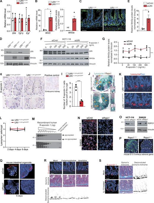 TA cells control R-spondin production in the crypt niche. (A) qRT-PCR of Dll4, Tgf-β, and Egf in the whole intestinal tissue from URI(+/+)Int and URI(Δ/Δ)Int mice following 6 d after tamoxifen treatment. (B) qRT-PCR of Wnt3 and Wnt3a mRNA levels in whole intestinal tissue from URI(+/+)Int and URI(Δ/Δ)Int mice following 6 d of tamoxifen treatment (n = 3). (C) Representative pictures of IF of Wnt3a in intestinal samples from URI(+/+)Int and URI(Δ/Δ)Int mice following 6 d after tamoxifen treatment. (D) WB from of samples from whole intestine from URI(+/+)Int and URI(Δ/Δ)Int mice following 6 d after tamoxifen treatment. Membranes are blotted with indicated antibodies. (E) WB quantification from D. (F) WB from HCT-116 cells following URI knockdown by silencing RNA. Additionally, cells were treated with increasing concentrations of human R-spondin 1. Membranes are blotted with indicated antibodies. (G) WB quantification from F. (H) Representative pictures of in situ hybridization (ISH) for R-spondin 1 in intestinal tissue from URI(+/+)Int-Lgr5-EGFP and URI(Δ/Δ)Int-Lgr5-EGFP mice following 6 d of tamoxifen treatment (n = 3). Embryonic mouse kidney was used as positive control. (I) Quantification for H in number of R-spondin 1 positive cells per bottom part of the crypt (n = 3). (J) Representative pictures of IHC for lysozyme and ISH for R-spondin 1 in intestinal sections from URI(+/+)Int and URI(Δ/Δ)Int mice following 6 d of tamoxifen treatment (n = 3). Orange arrows point to positive cells. (K) Representative pictures of IF for lysozyme in intestinal sections from URI(+/+)Int-Lgr5-EGFP and URI(Δ/Δ)Int-Lgr5-EGFP mice following 6 d of tamoxifen treatment. (L) Quantification of lysozyme-positive cells per crypt in K after 2, 4, and 6 d of tamoxifen treatment (n = 3). (M) WB analysis of different concentrations of purified recombinant human R-spondin 1 and whole intestinal lysates from C57BL/6 mice (s.e., short exposure; l.e., long exposure) (N) Representative pictures of IF of R-spondin 1 in HCT-116 (irradiated with 40 Gy) and SW620 (nonirradiated) colorectal cell lines treated or not with siRNA against human R-spondin 1. (O) WB from HCT-116 (irradiated with 40 Gy) and SW620 (nonirradiated) cells following R-spondin 1 knockdown by using silencing RNA. Membranes are blotted with indicated antibodies. (P) IF of R-spondin 1 in R-spondin 1(+/+) and R-spondin 1(−/−) mouse embryo. (Q) IF of R-spondin 1 of whole mounted organoids transfected with siRNA control (siCtrl) or siRNA against human R-spondin 1 (siRspo1), 48 h after transfection. (R) Representative pictures of IF for R-spondin 1 and Gomori’s trichrome staining in carbamylcholine and aceclidine-treated mice. (S) Representative pictures of IF for endogenous R-spondin 1 and Gomori’s trichrome staining in IL-13–treated mice. Data represent mean ± SEM; *, P < 0.05; **, P < 0.01; ***, P < 0.001; Student’s t test. Scale bars represent 5 µm in J; 10 µm in H; 20 µm in C, K, N, R, and S; and 50 µm in P and Q. WB are representative of at least three independent experiments and IF and IHC are representative of at least three independent mice. Source data are available for this figure: SourceData FS2.
