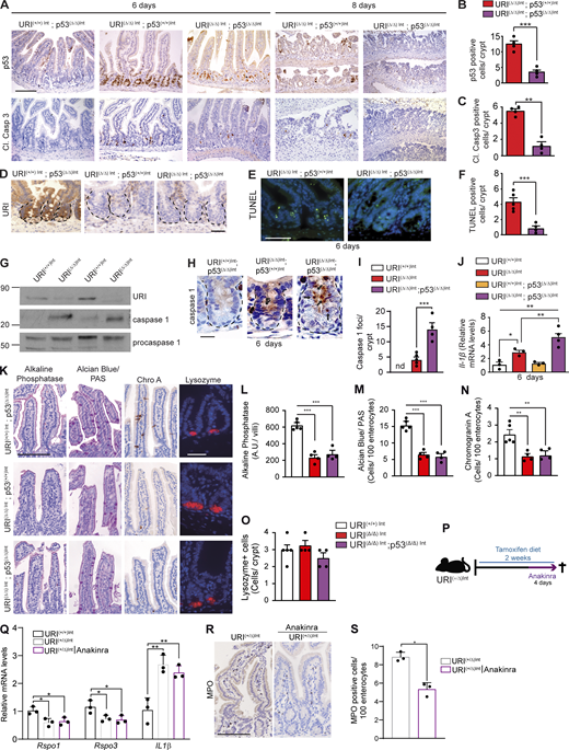 Apoptosis and pyroptosis alone are not mediating reduction in R-spondin levels in the crypt niche. (A) Representative pictures of IHC of p53 and cleaved caspase 3 in intestines from URI(+/+)Int; p53(Δ/Δ)Int, URI(Δ/Δ)Int; p53(+/+)Int, and URI(Δ/Δ)Int; p53(Δ/Δ)Int mice at indicated time points of tamoxifen treatment. (B and C) Number of p53 (B) and cleaved caspase 3 (C) positive cells per crypt (n = 4) from A. (D) Representative pictures of IHC of URI in intestinal sections from URI(+/+)Int; p53(Δ/Δ)Int, URI(Δ/Δ)Int; p53(+/+)Int, and URI(Δ/Δ)Int; p53(Δ/Δ)Int mice after 6 d of tamoxifen treatment. (E) Representative pictures of TUNEL staining of intestinal sections from URI(Δ/Δ)Int; p53(+/+)Int and URI(Δ/Δ)Int; p53(Δ/Δ)Int mice, following 6 d of tamoxifen treatment. (F) Number of TUNEL positive cells per crypt from E (n = 4). (G) WB of intestinal samples from URI(+/+)Int and URI(Δ/Δ)Int mice after 6 d of tamoxifen treatment. Membranes are blotted with indicated antibodies. (H) Representative pictures of IHC of caspase 1 in intestinal sections from URI(+/+)Int; p53(Δ/Δ)Int, URI(Δ/Δ)Int; p53(+/+)Int, and URI(Δ/Δ)Int; p53(Δ/Δ)Int mice, following 6 d of tamoxifen treatment. Black arrows depict caspase 1 foci in the crypt. (I) Quantification from H. (J) qRT-PCR of Il-1β mRNA levels from URI(+/+)Int, URI(Δ/Δ)Int, URI(+/+)Int; p53(Δ/Δ)Int, and URI(Δ/Δ)Int; p53(Δ/Δ)Int mice, following 6 d of tamoxifen treatment (n = 3, 3, 3, 4 per group). (K) Alkaline phosphatase staining, Alcian blue/PAS staining, IHC of chromogranin A (Chro A), and IF of lysozyme in intestinal sections from URI(+/+)Int; p53(Δ/Δ)Int, URI(Δ/Δ)Int; p53(+/+)Int, and URI(Δ/Δ)Int; p53(Δ/Δ)Int mice, following 6 d of tamoxifen treatment. (J and L–O) Quantification from L of alkaline phosphatase (arbitrary units per villi, A.U./villi) in M, Alcian blue/PAS (number of cells per 100 enterocytes; N), chromogranin A (number of cells per 100 enterocytes; J) and lysozyme (number of positive cells per crypt; O) stainings (n = 4) per group. (P) Scheme depicting Anakinra treatment in URI(+/Δ)Int mice. (Q) qRT-PCR of Rspo1, Rspo2, and Rspo3 mRNA levels of non-treated URI(+/+)Int and URI(+/Δ)Int mice and Anakinra-treated URI(+/Δ)Int mice (n = 3). (R) Representative picture of IHC of MPO positive cells in intestinal tissue from non-treated URI(+/Δ)Int mice and Anakinra-treated URI(+/Δ)Int mice. (S) Quantification of MPO postitive cells from R. Data represent mean ± SEM; *, P < 0.05; **, P < 0.01; ***, P < 0.001; Student’s t test and one-way ANOVA. Scale bars represent 10 μm in H; 20 μm in D (K, lysozyme panel); 50 μm in E; and 100 μm in A, K, and R. At least 50 crypts and 100 villi were quantified per mouse. IHC and IF are representative of at least three independent mice. WB are representative of at least three independent experiments. Source data are available for this figure: SourceData FS4.
