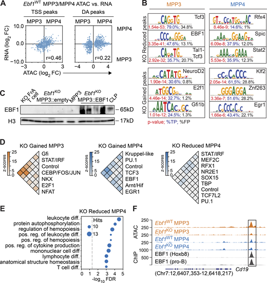 Chromatin accessibility changes in Ebf1-deficient MPP3 and MPP4 cells. Related to Fig. 3. (A) Comparison of chromatin accessibility changes to gene expression changes in MPP3 versus MPP4 cells, in Ebf1WT conditions. The y axis represents log2 fold changes of gene expression, and the x axis represents log2 fold changes of peak read counts in MPP3 versus MPP4 cells in Ebf1WT conditions. Left: Dots represent ATAC peaks that overlap their TSS (TSS peaks). Right: Dots represent DA peaks between MPP3 versus MPP4 cells in Ebf1WT conditions. Biological replicates for RNA-seq n = 4. Biological replicates for ATAC-seq n = 2. (B) Sequence logos of top ranked enriched motifs underlying the DA peaks in MPP3 and MPP4 cells from Ebf1WT and Ebf1KO mice. P values are depicted in red, percentages in blue reflect the fraction of hits found in the peak set, percentages in black reflect the fraction of hits found in the background set. (C) Immunoblot analysis of EBF1 protein levels in total cell extracts of 150,000 FACS-sorted cells of lineage-negative GFP+ cells transduced with empty vector or EBF1 vector, biological replicates for ATAC-seq used in Fig. 3 D (n = 4). Ebf1WT MPP3 cells and CLPs (Lin−cKitintSca1intIL7R+Flt3+) were used a positive control. T (CD4+CD8+) cells and Ebf1KO Fr. A cells were used as a negative control. Histone H3 was used as a loading control. (D) Heatmaps of co-occurrence counts in KO Gained MPP3 peaks and KO Reduced and KO Gained MPP4 peaks of enriched motifs in these DA peak sets versus co-occurrence counts in all MPP3 and MPP4 peaks (1,000 replicates), respectively. Co-occurrence counts with z-scores >5 are displayed. (E) Enrichment analysis of genes associated with KO Reduced MPP4 peaks. (F) Genome tracks showing ATAC signal and EBF1 ChIP signal at B-lymphoid related KO Reduced MPP3 peaks annotated to the Cd19 gene. Original data from Li et al. (2018); Kucinski et al. (2020). Source data are available for this figure: SourceData FS2.