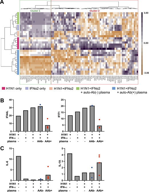 ISG and proinflammatory responses in IAV-infected HAE cultures. HAE reconstituted from human nasal primary cells and maintained in an air–liquid interface were either left untreated or treated with 2 ng/ml exogenous IFN-α2a in the presence of inactivated patient plasma (1:100 dilution) for 24 h before IAV infection. Cells were treated again on the basolateral side with 2 ng/ml IFN-α2a in the presence of patient plasma 1 h after IAV infection. RNA was isolated 54 h after infection, and NanoString analysis was performed with a panel of immune response genes. (A) Heatmap of gene expression profiles from unsupervised analysis (Euclidean distance matrix, Ward’s method) generated by scaling and centering log10-transformed normalized gene expression (expressed as fold-change induction relative to mock conditions) and based on the full 96-gene panel. Gene and sample clustering is indicated by dendrogram trees above and to the left, respectively, of the heatmap. Gene clustering distinguished ISGs (cluster 1) from proinflammatory genes (cluster 2; Table S1). (B and C) Relative expression (mean) levels of two ISGs, IFI44L and IFIT1 (B), and two proinflammatory cytokines, IL-6 and IL1A (C), based on NanoString analysis on total cellular RNA extracted after infection. Gene expression is expressed as a fold-change induction relative to mock conditions (untreated/uninfected). AAb−, auto-Ab–negative plasma; AAb+, auto-Ab–positive plasma.